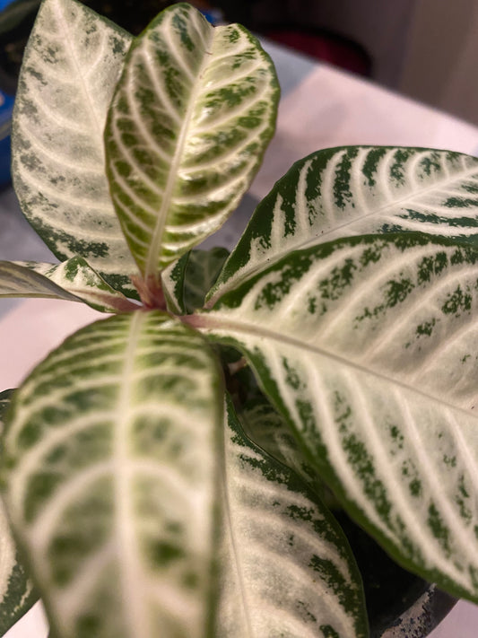 Aphelandra Snowflake Zebra Plant 4" non-toxic - GROW PRO Equipment & Supplies