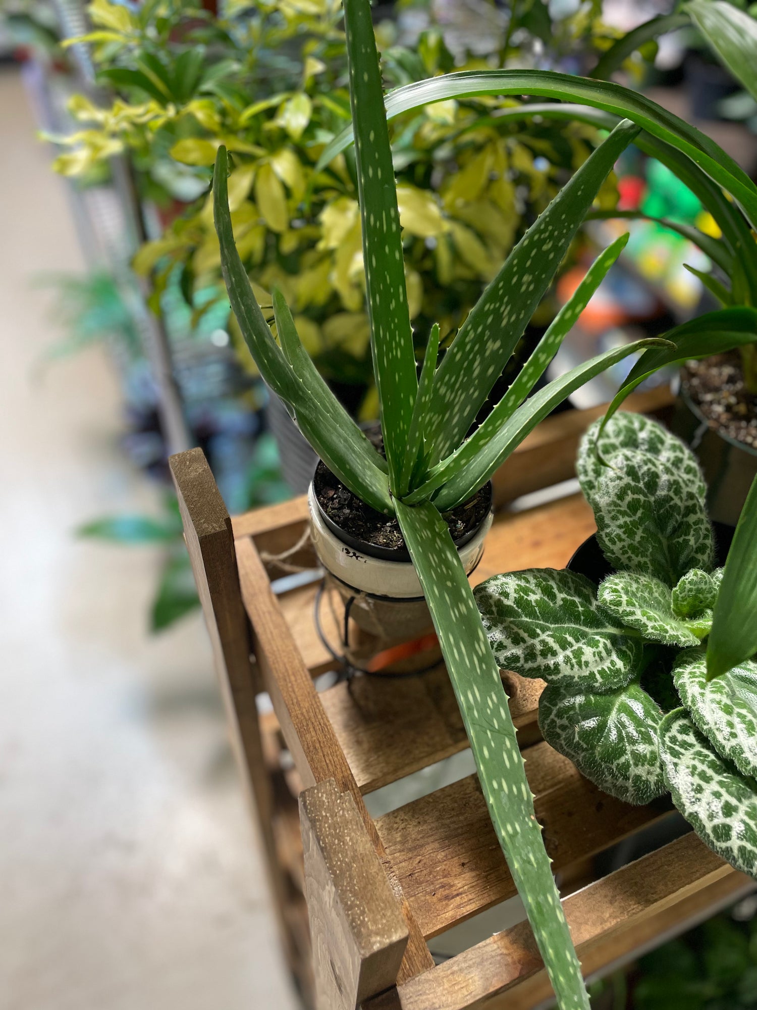 Succulents