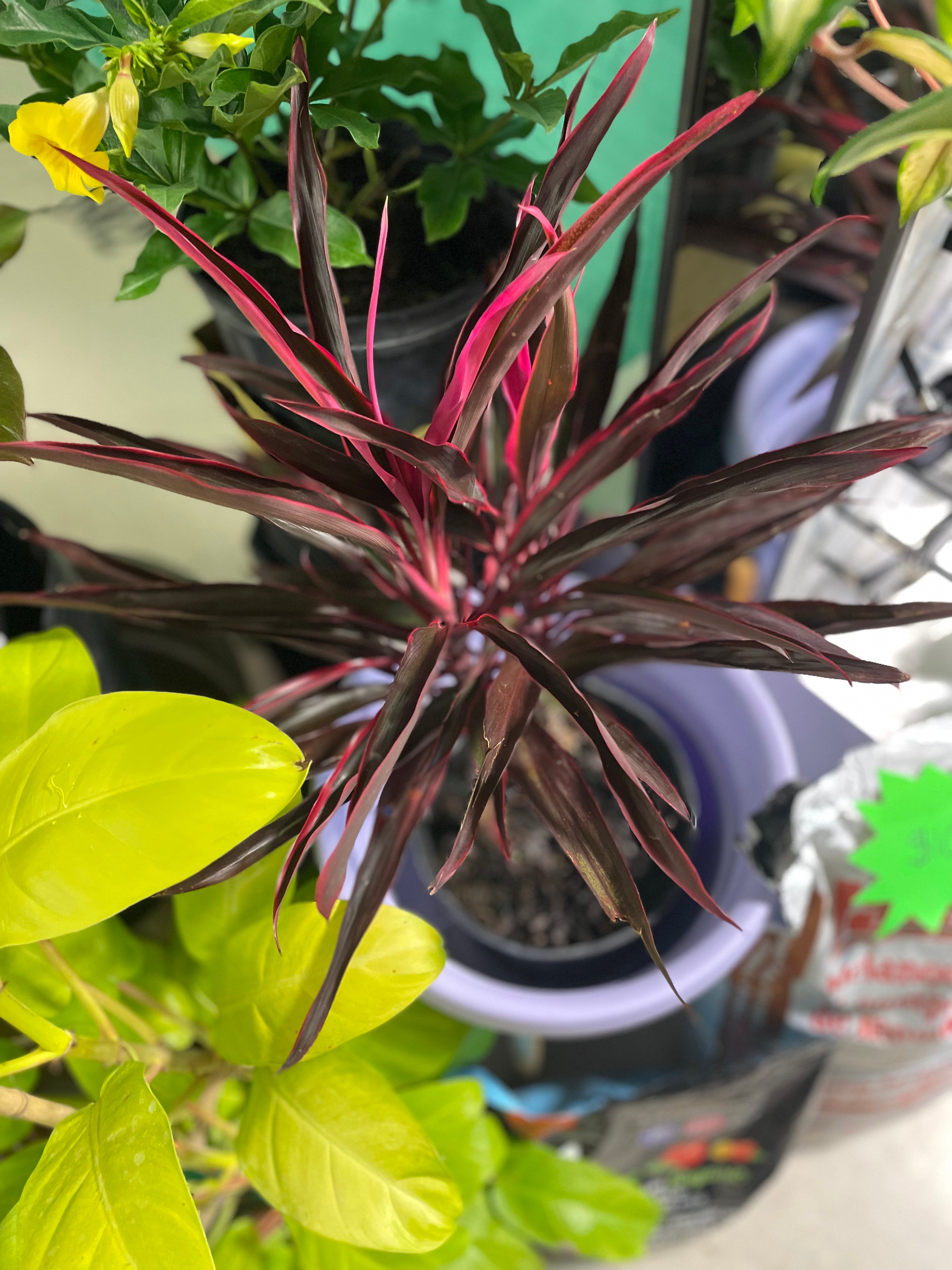 CORDYLINE HOT PEPPER/RED SISTER 10"