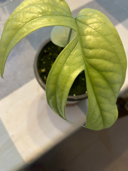 Monstera Amydrium 4" - toxic