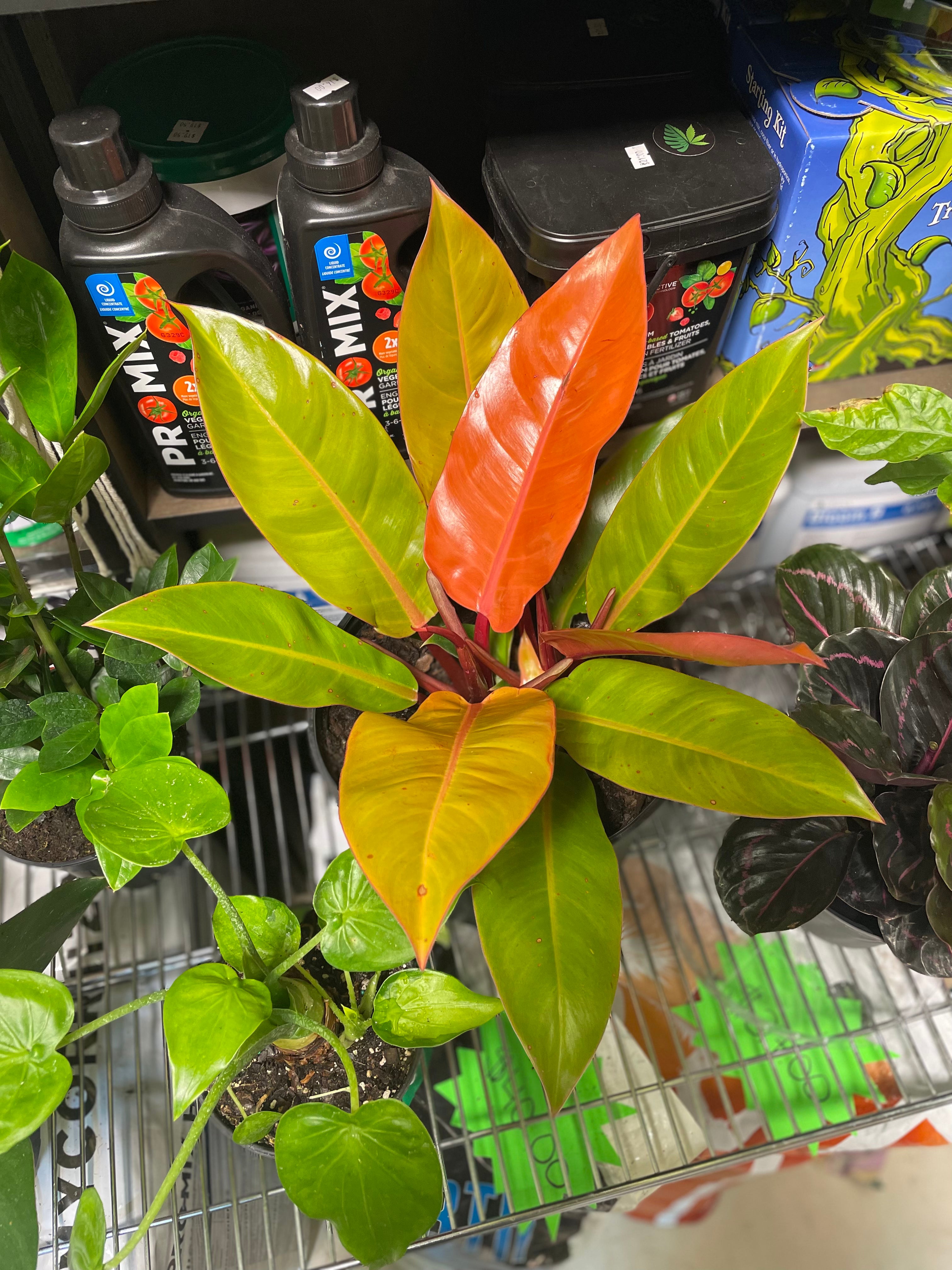 PHILODENDRON PRINCE OF ORANGE 10” Toxic