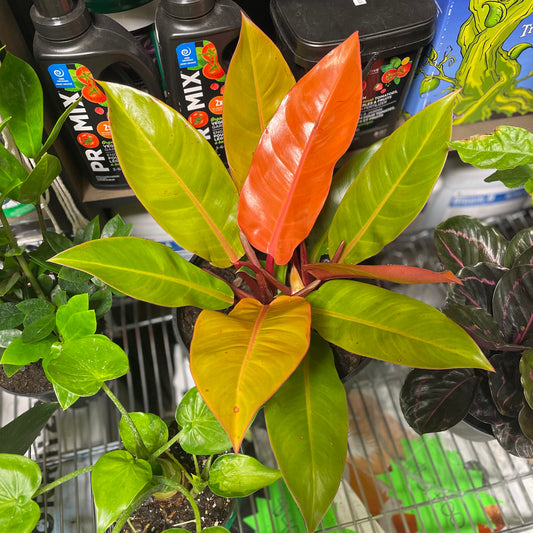 PHILODENDRON PRINCE OF ORANGE 4” Toxic