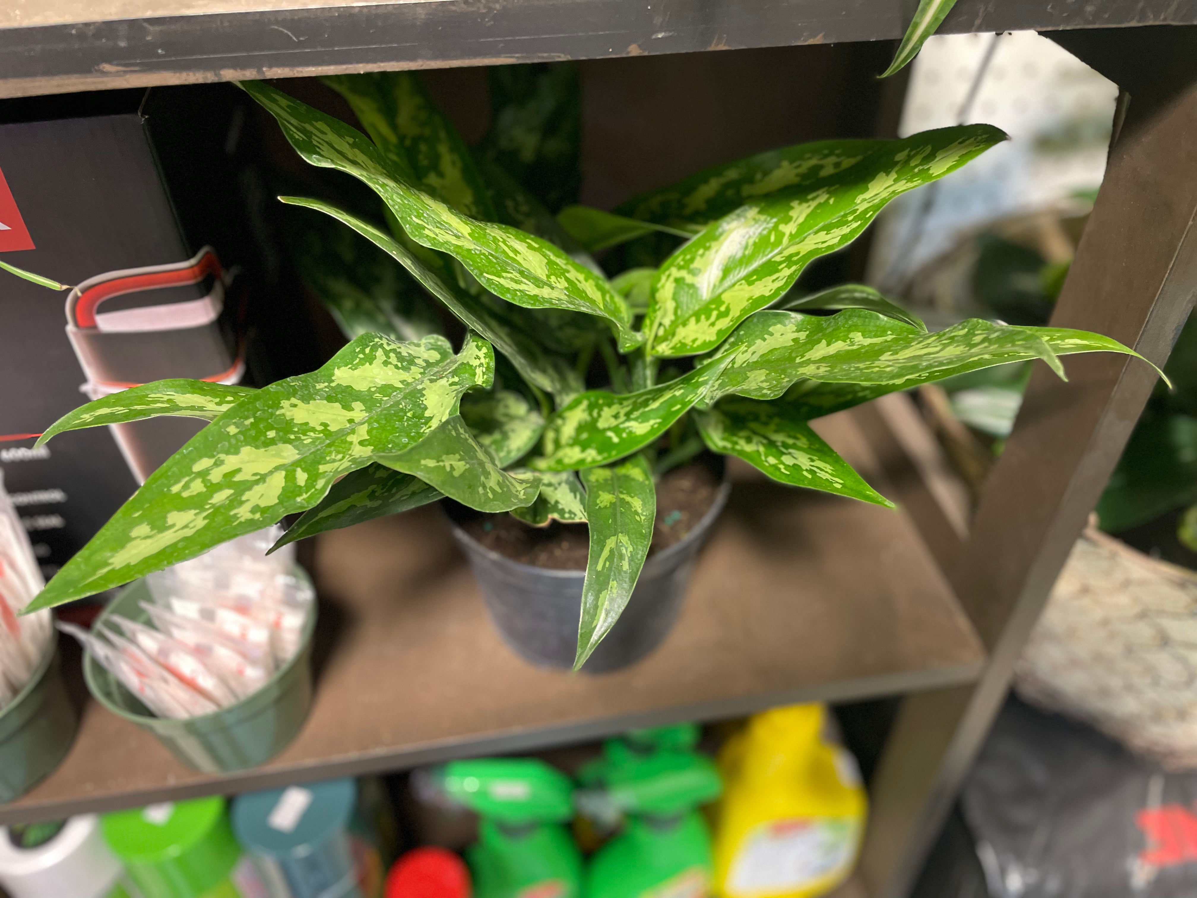 Chinese Evergreen 6” - Toxic