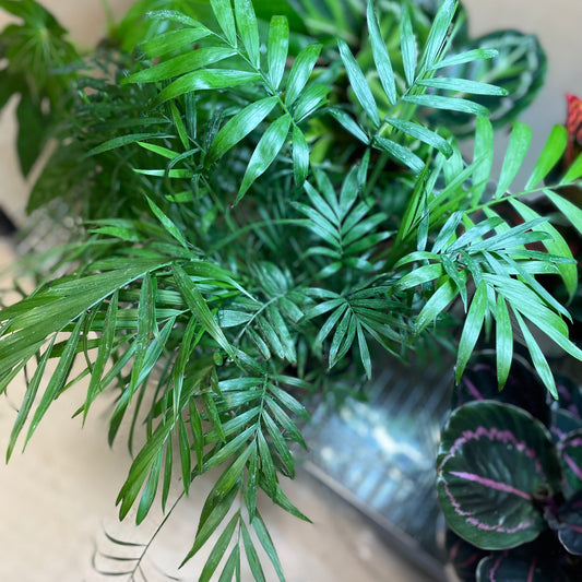 NEANTHE BELLA PALM 6” Non-Toxic