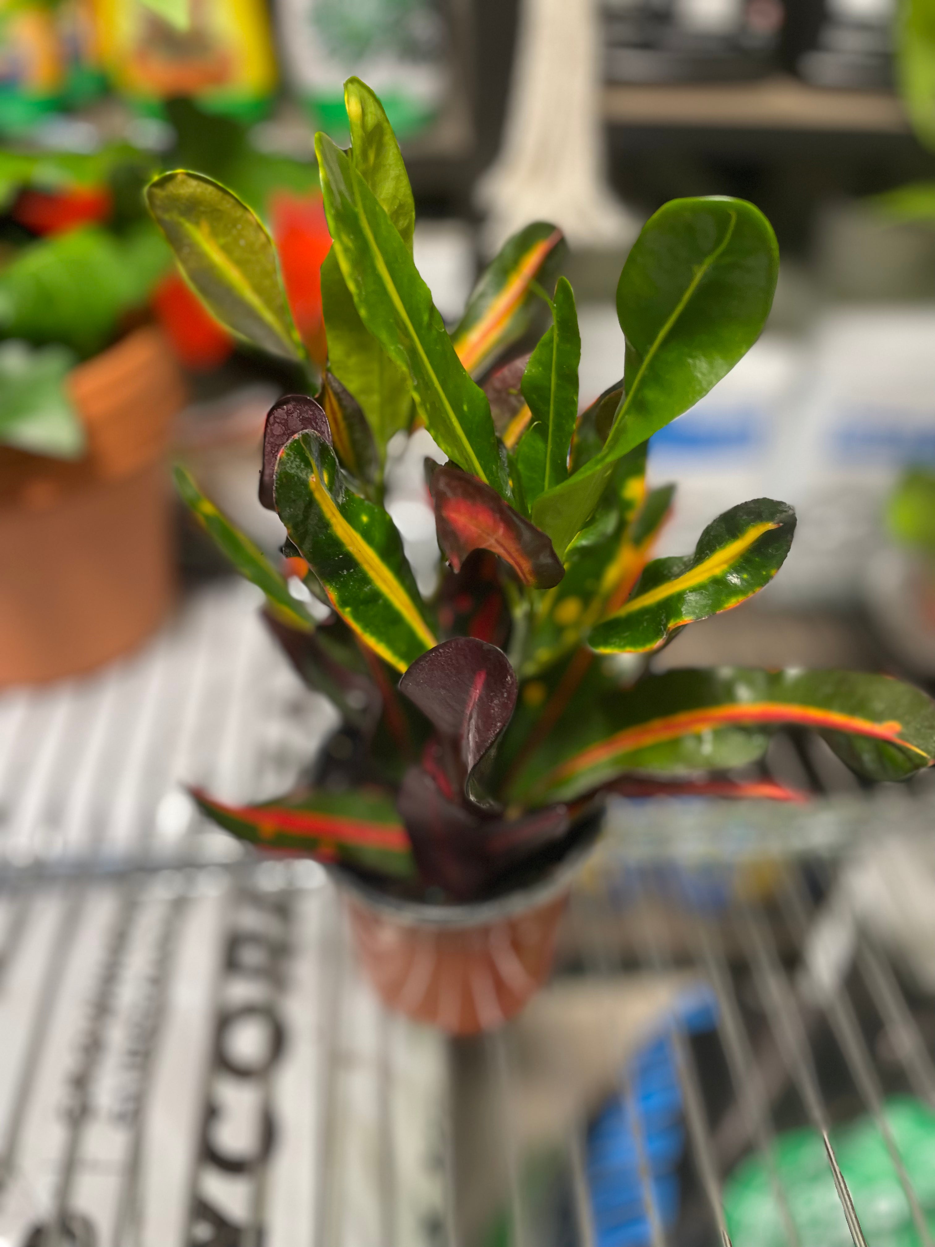 Croton Mammy 4" - Toxic