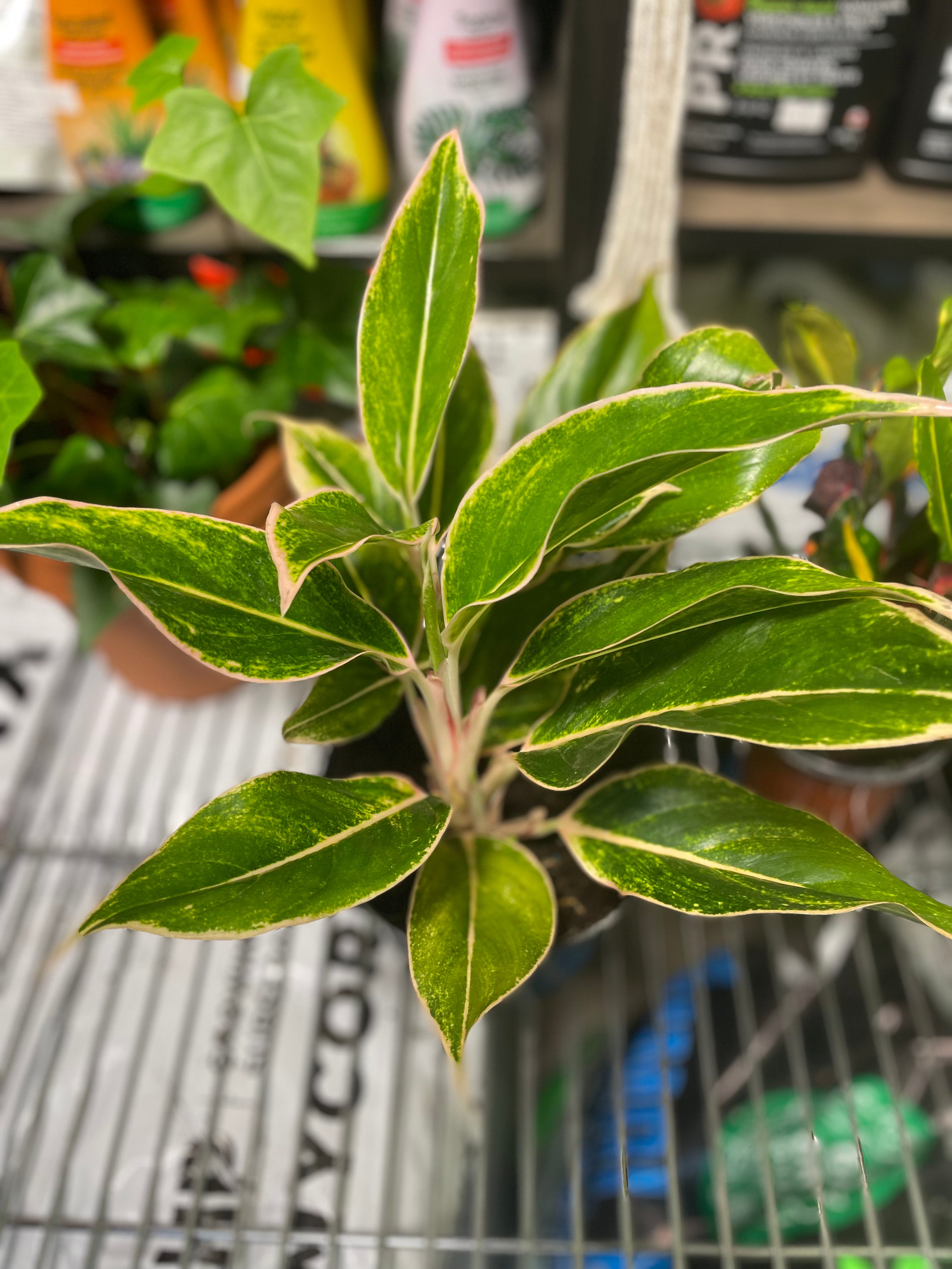 AGLAONEMA PINK SIAM AURORA 6"– Toxic