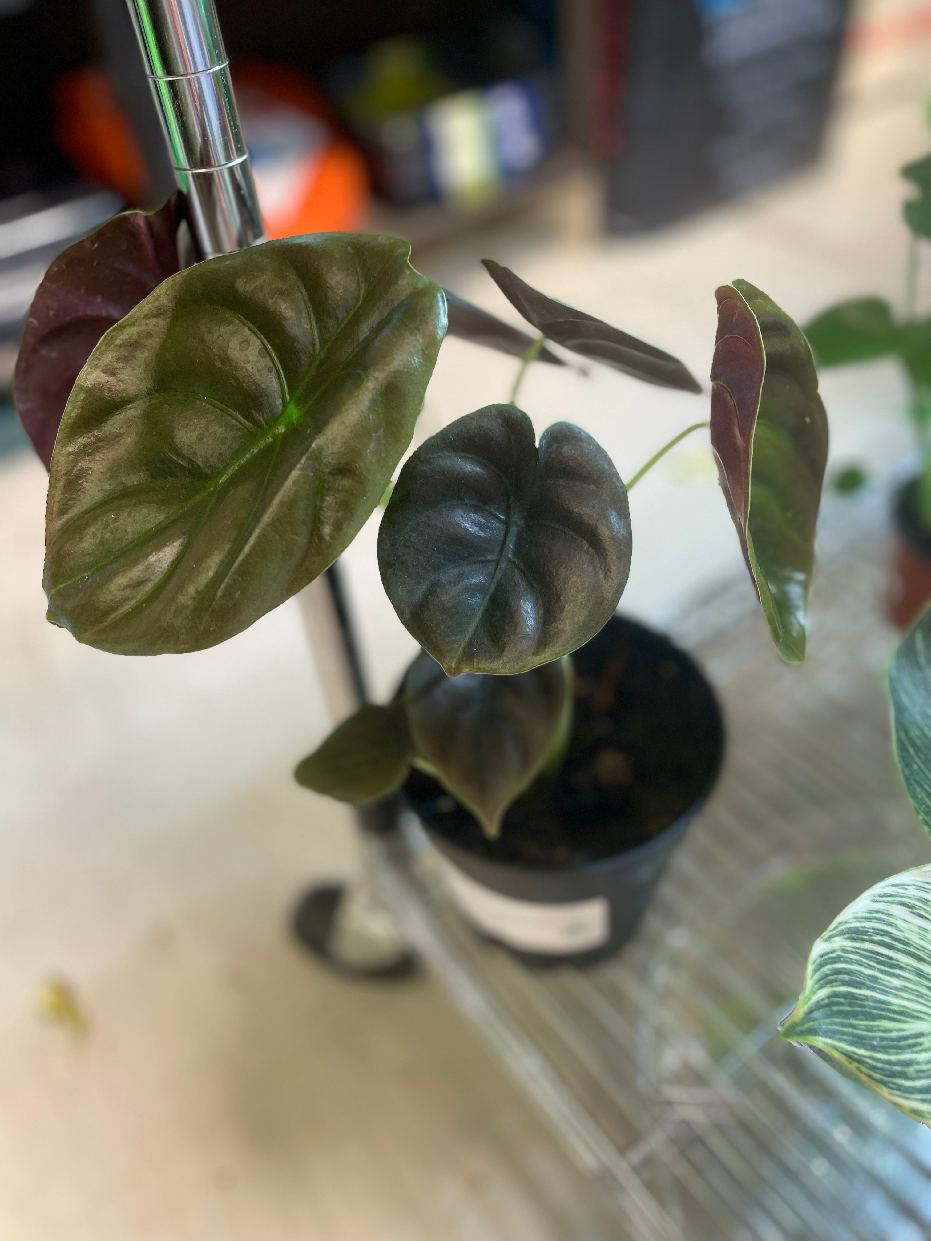 Alocasia Cuprea (Red Secret) 6" - Toxic