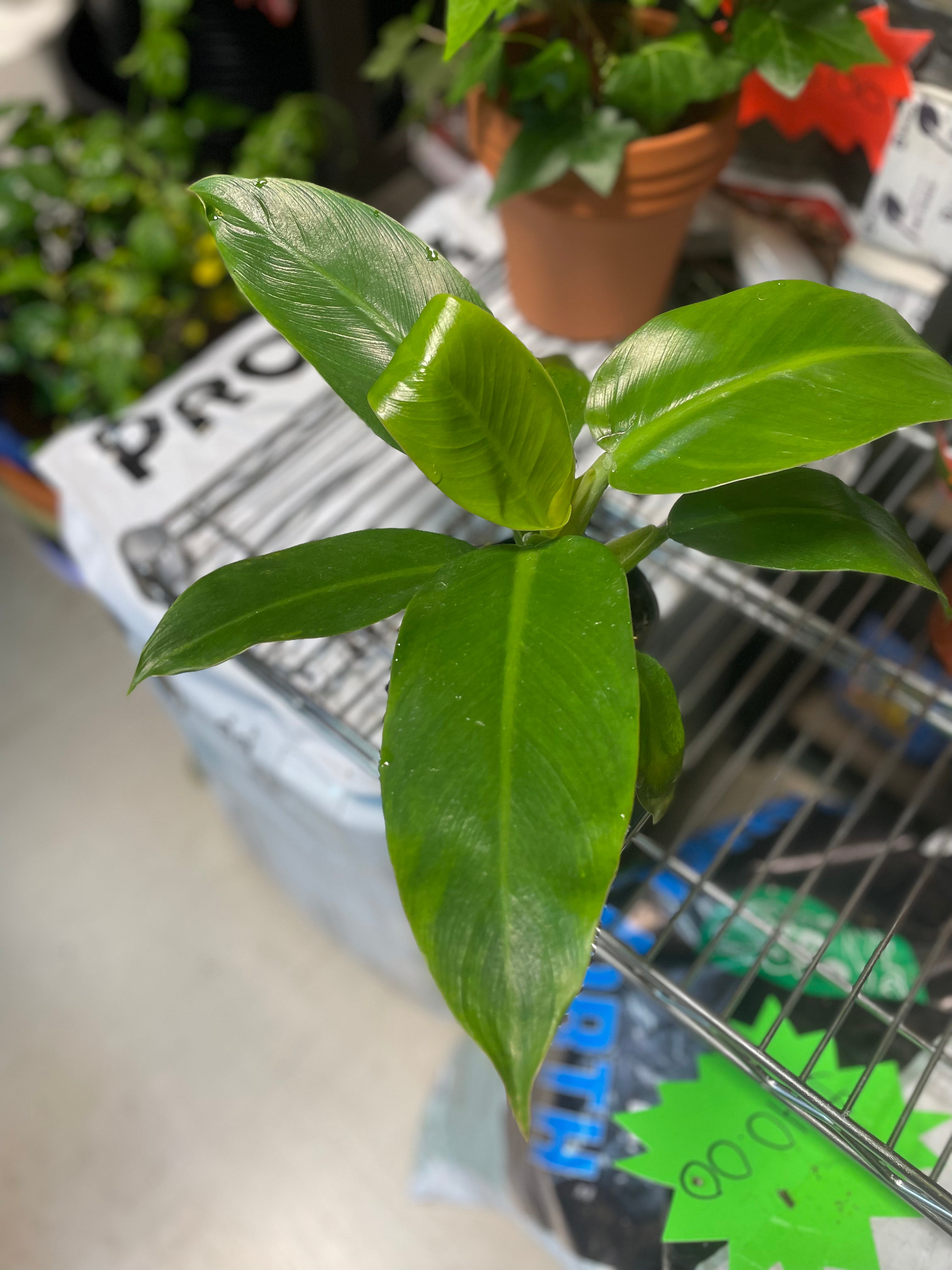 Philodendron Wendlandii 4" Toxic