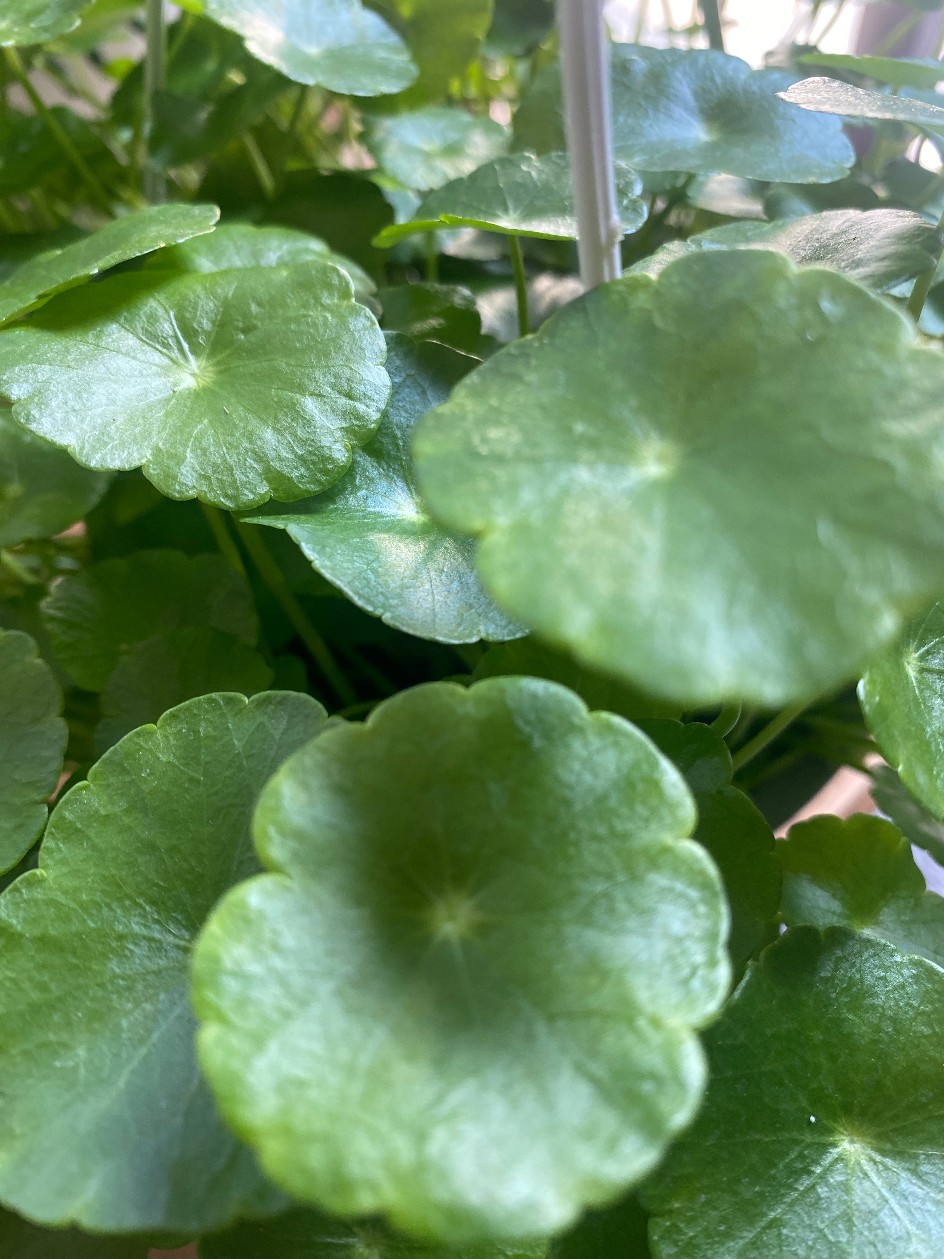 Marsh Pennywort  (Hydrocotyle) - Toxic