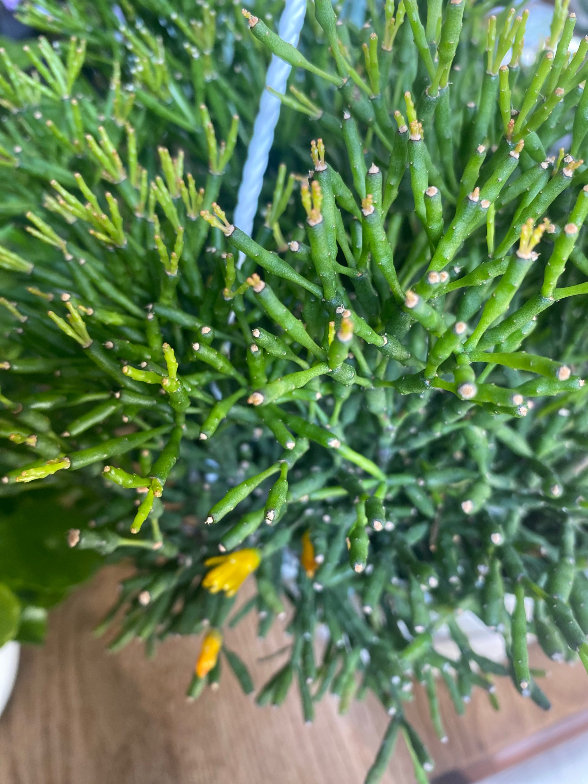 Pencil Cactus