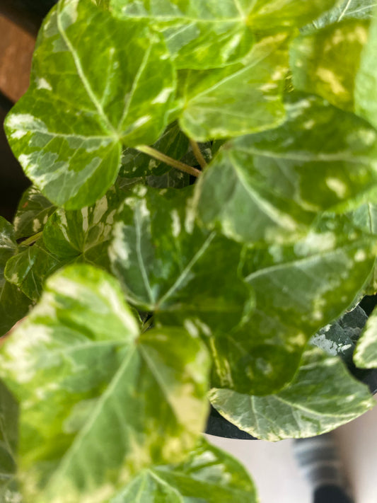English Ivy 6โ - HB toxic