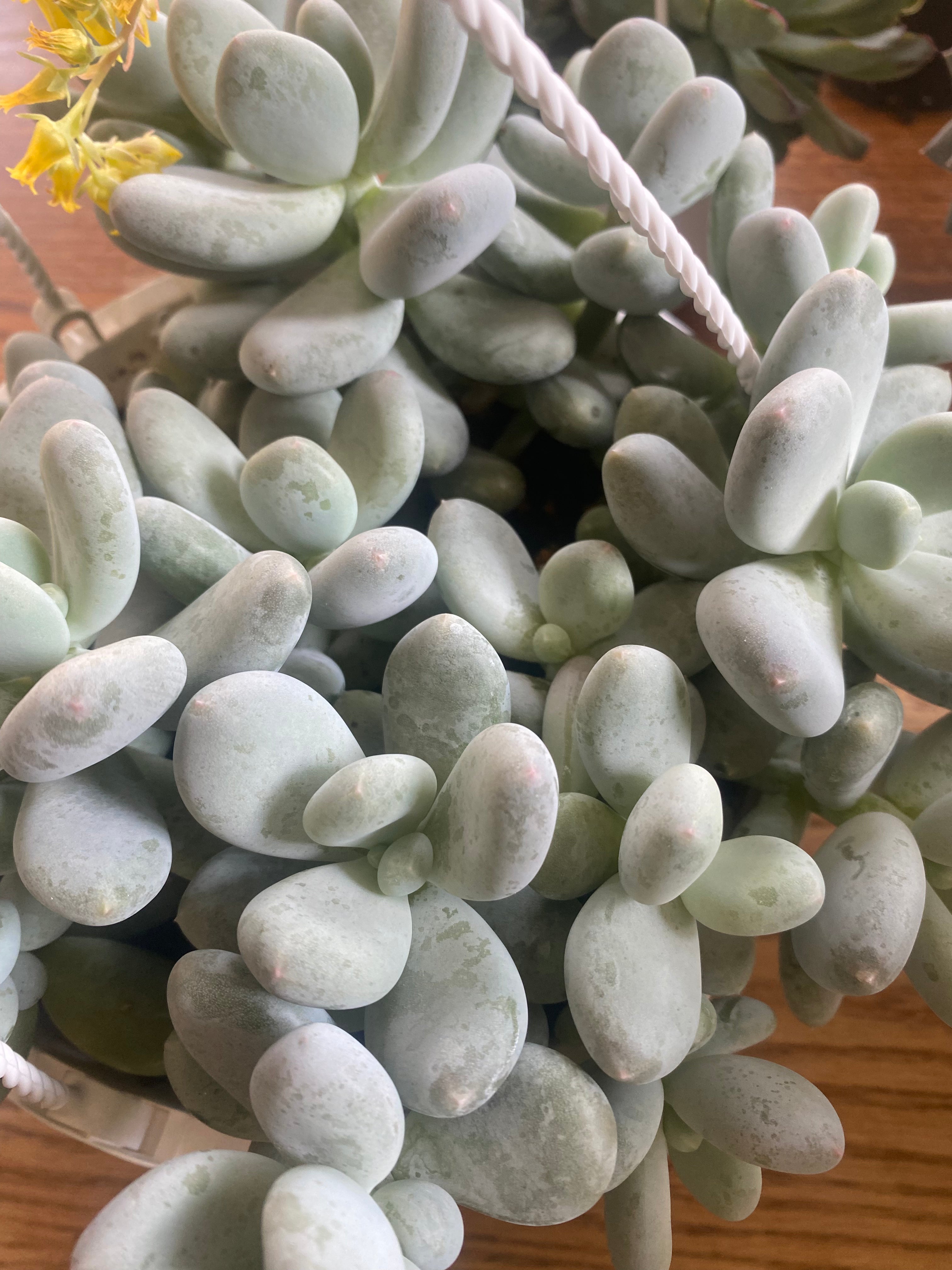 Pink Moonstone Succulent HB 8" - toxic