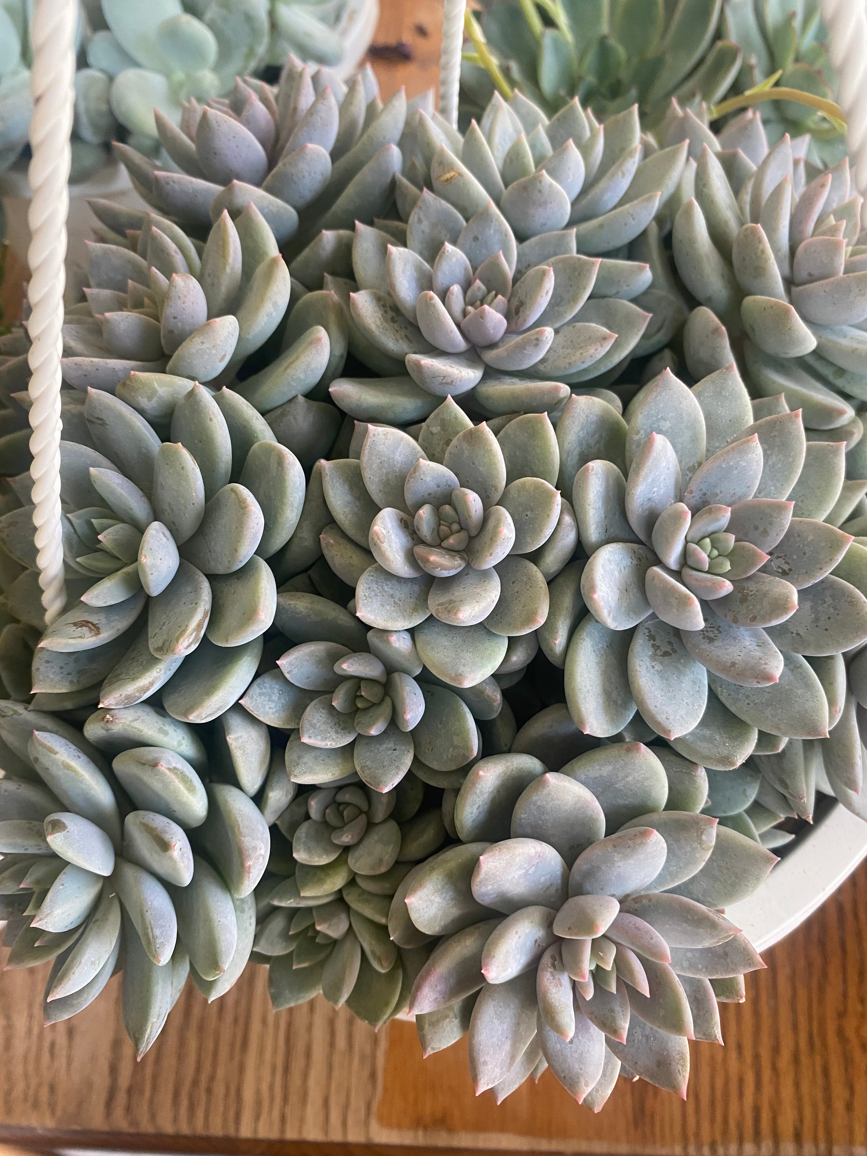 Ghost plant (Graptopetalum paraguayense) 8" HB toxic