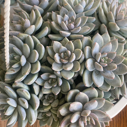 Ghost plant (Graptopetalum paraguayense) 8" HB toxic