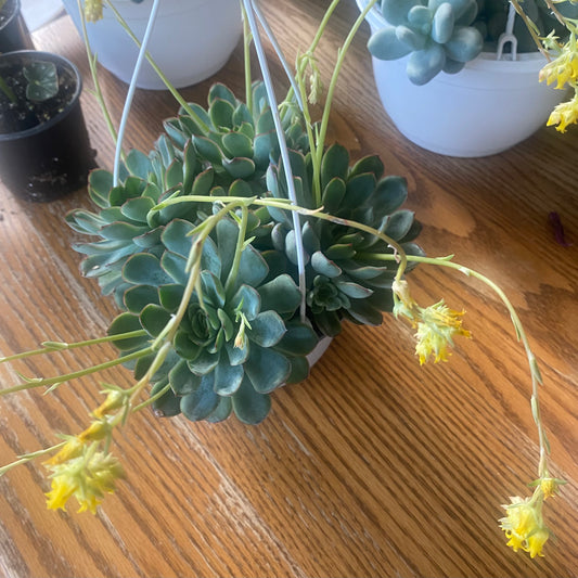 Pulido's Echeveria Succulent HB 6" toxic