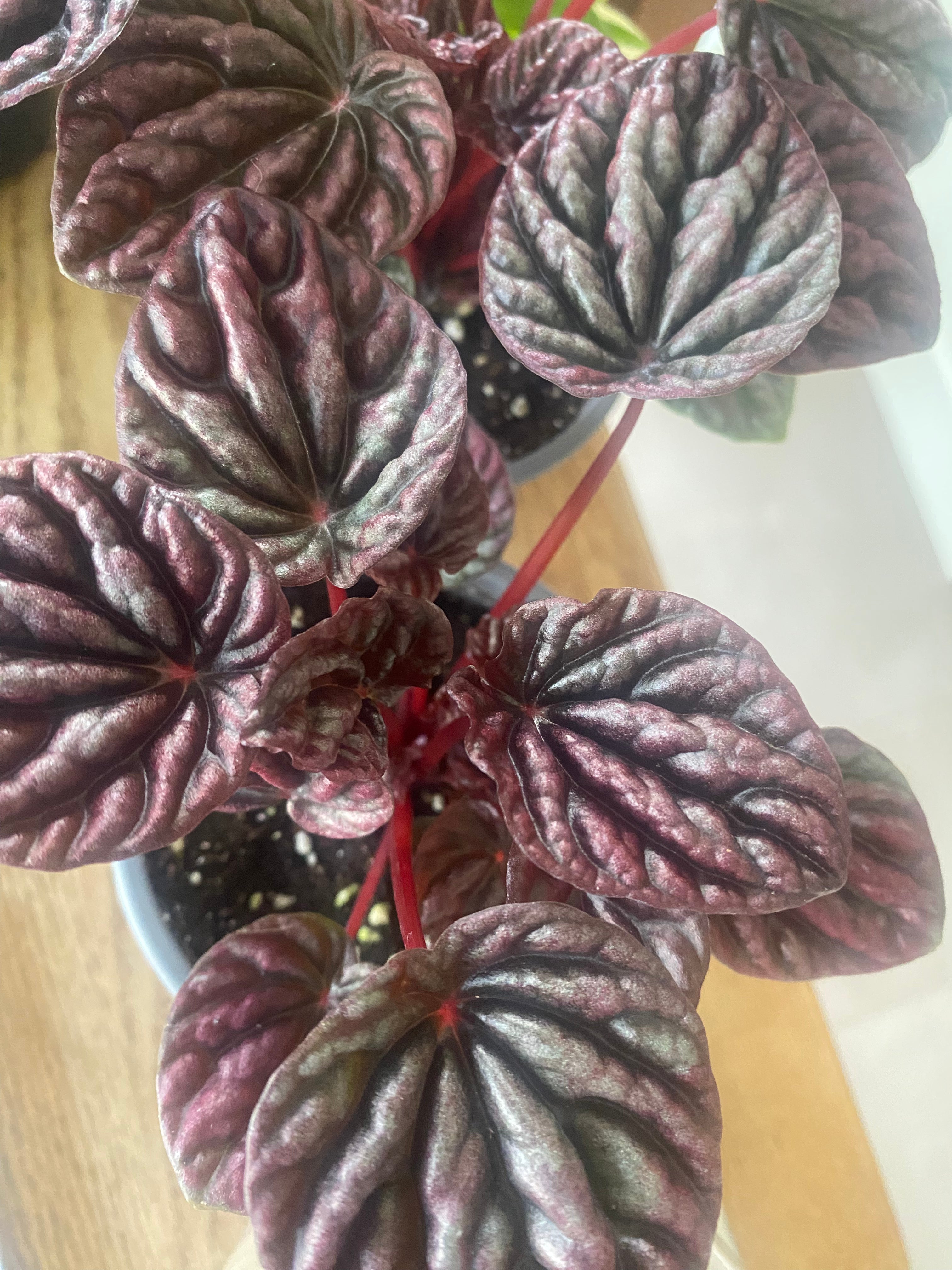 Peperomia Emerald Ripple 4" - non-toxic