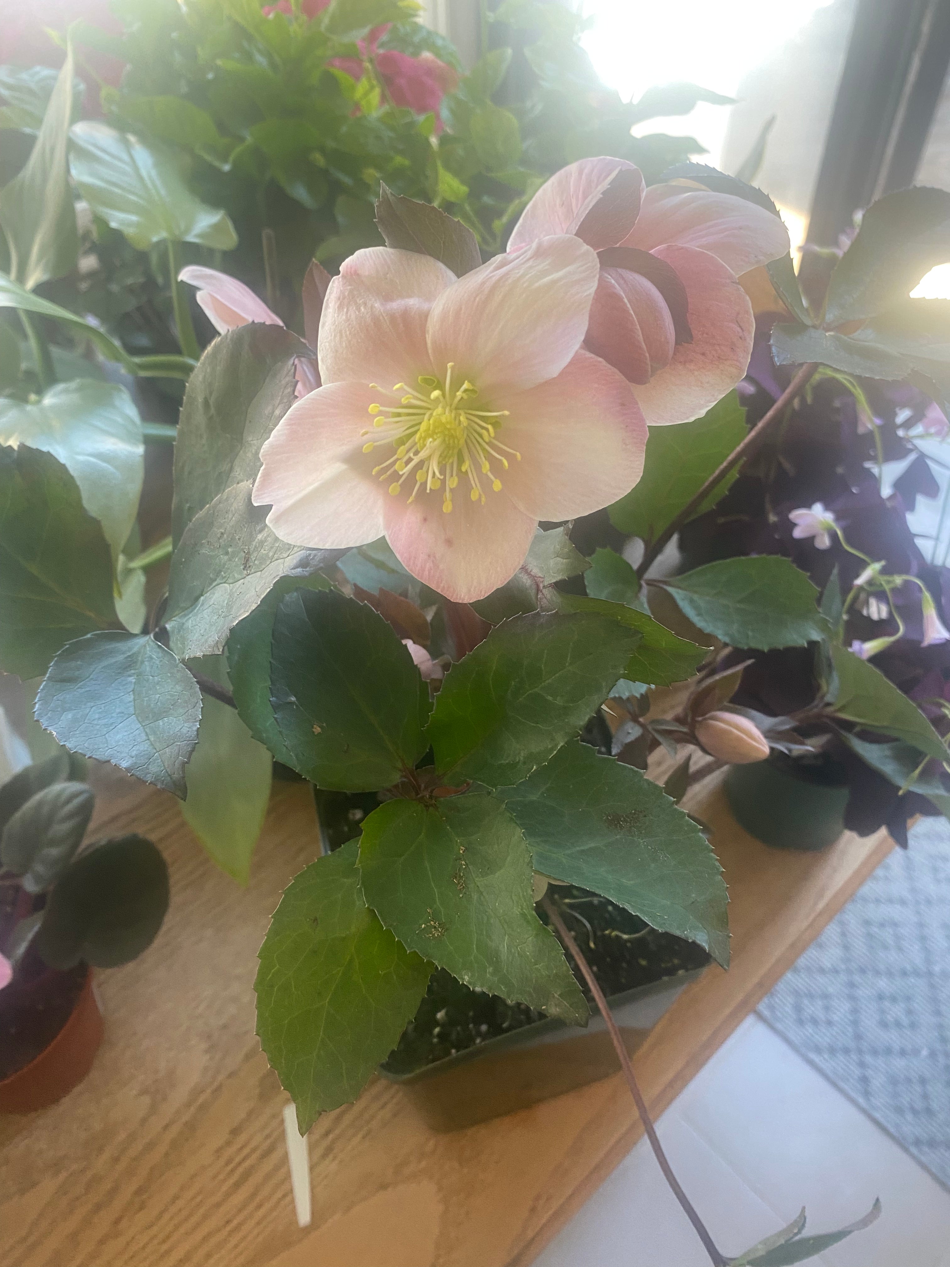 HELLEBORUS - 1 gallon