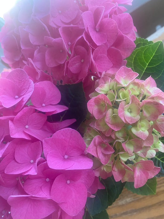HYDRANGEA 4" toxic