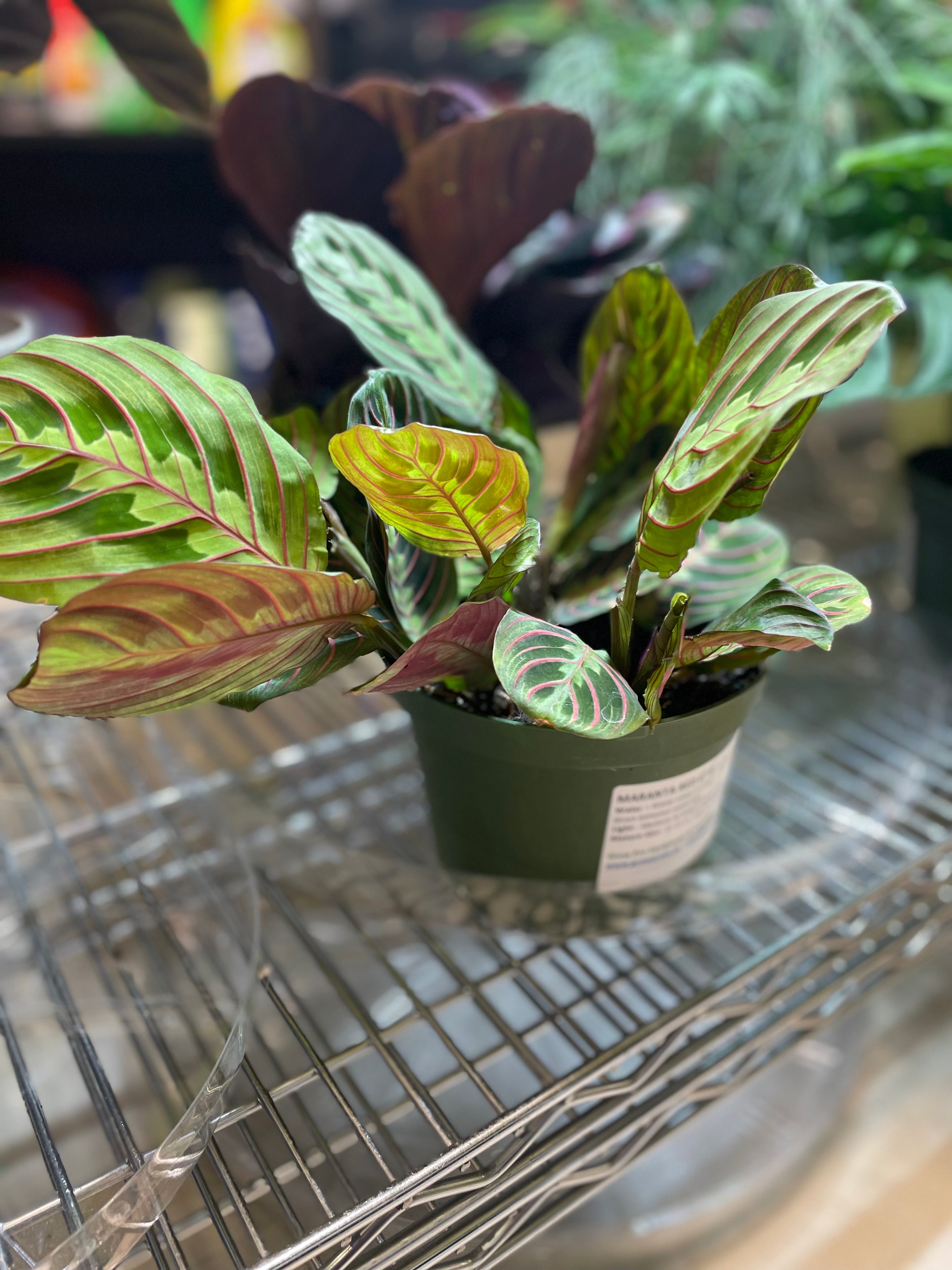 Maranta Red 6" - Non-Toxic