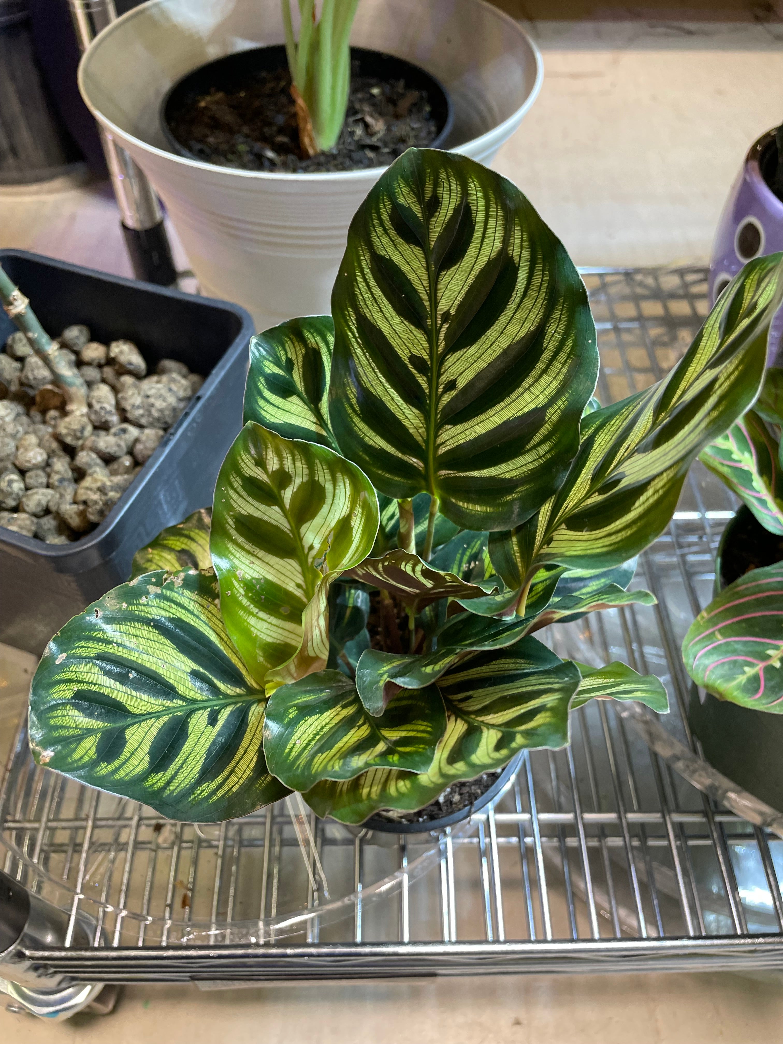 Calathea Makoyana 8"- Non-Toxic