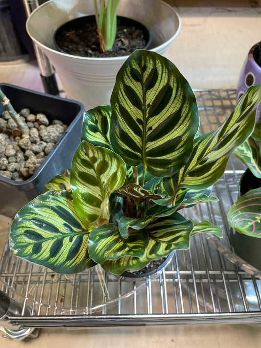 Calathea Makoyana 3.5โ Non-Toxic