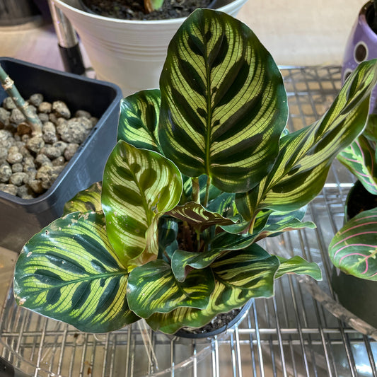 Calathea Makoyana 3.5” Non-Toxic