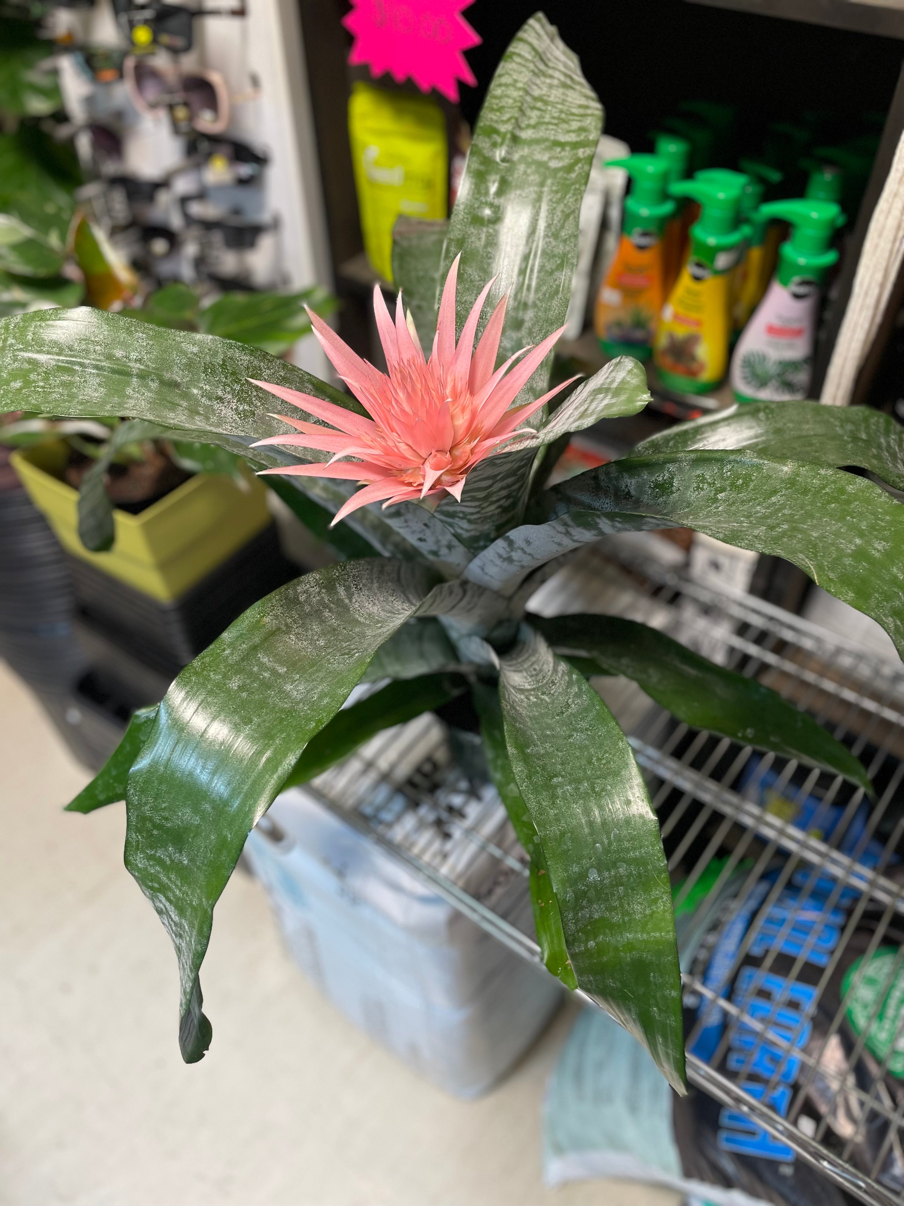 Bromeliad Pink Urn Plant 6"