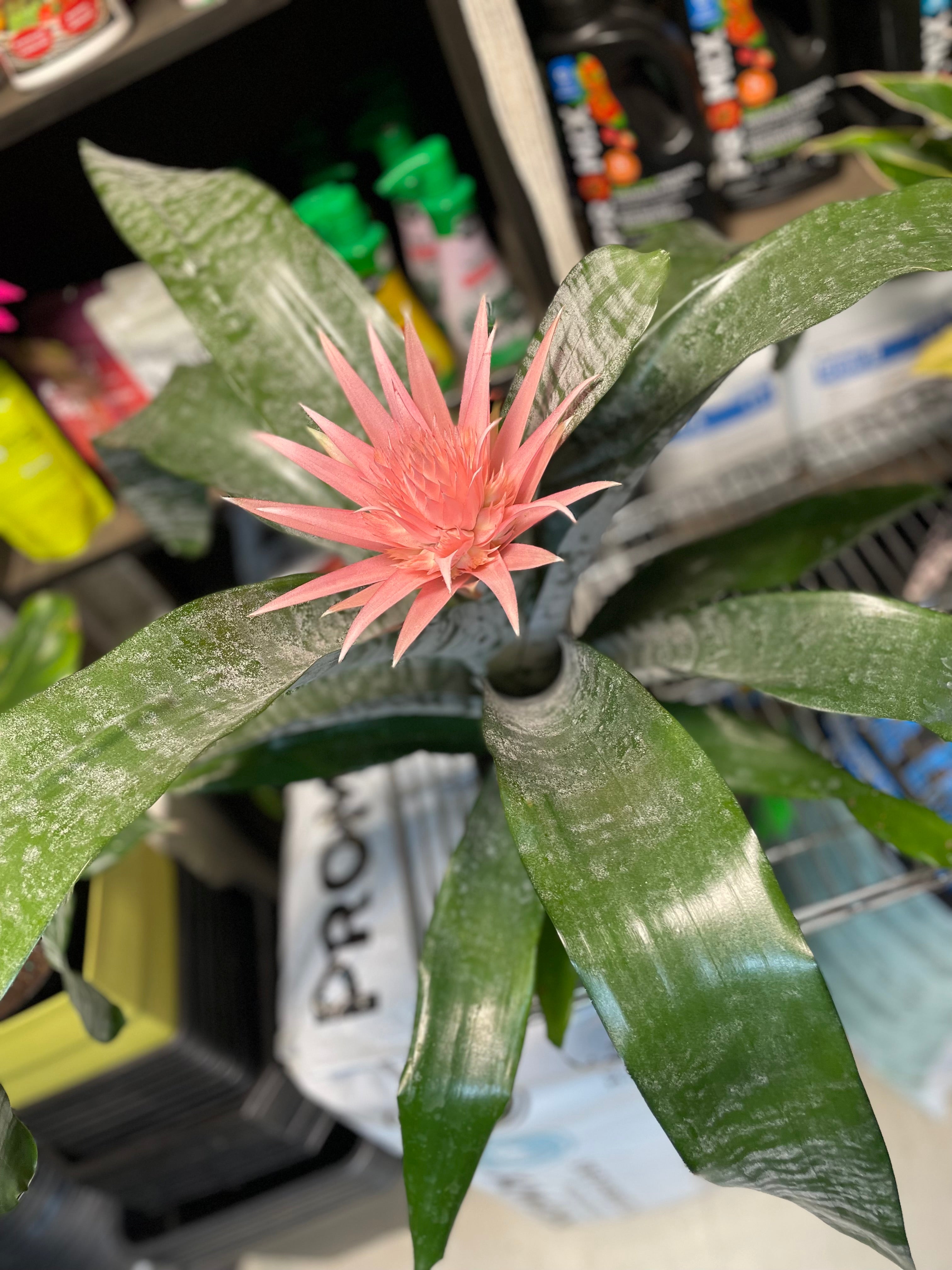 Bromeliad Pink Urn Plant 6"