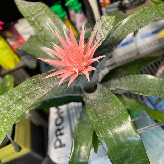 Bromeliad Pink Urn Plant 6"