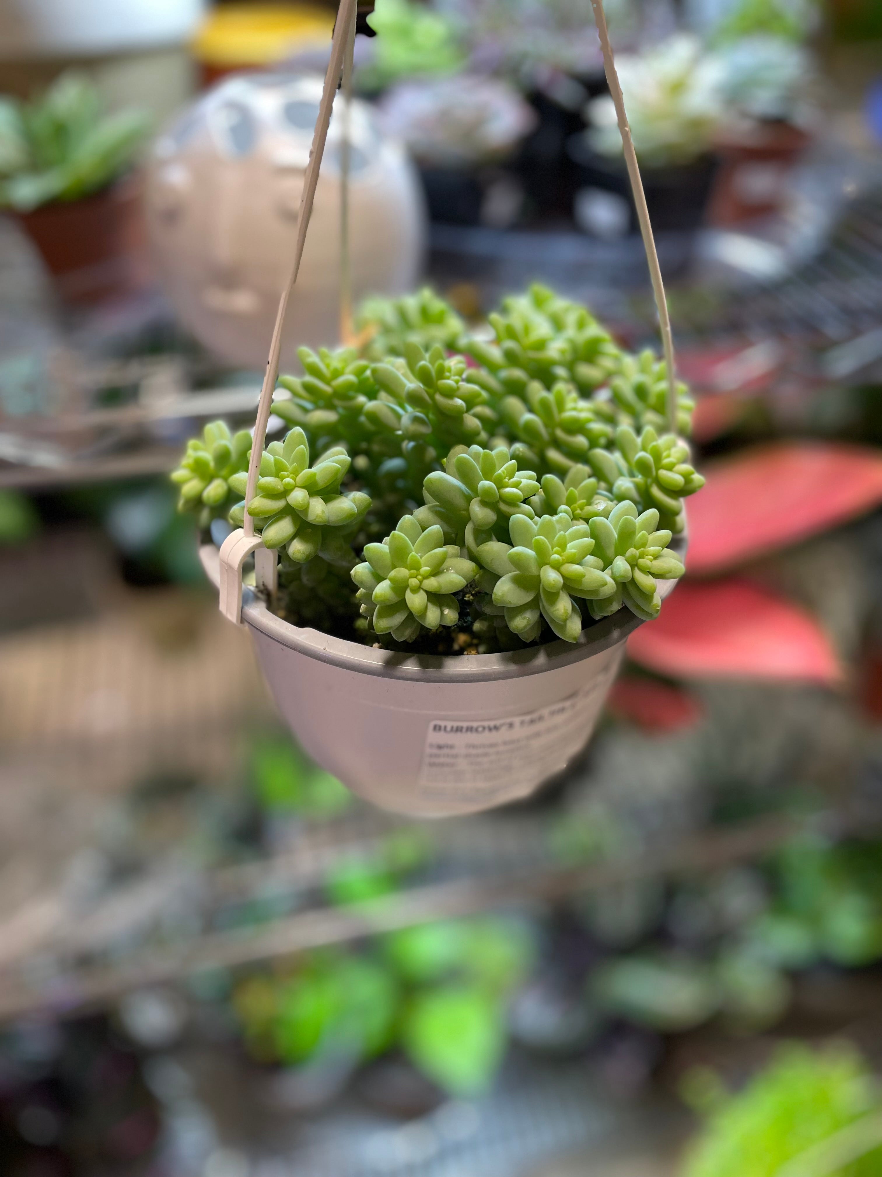 Burros Tail 6" HB (Sedium Morganianum)