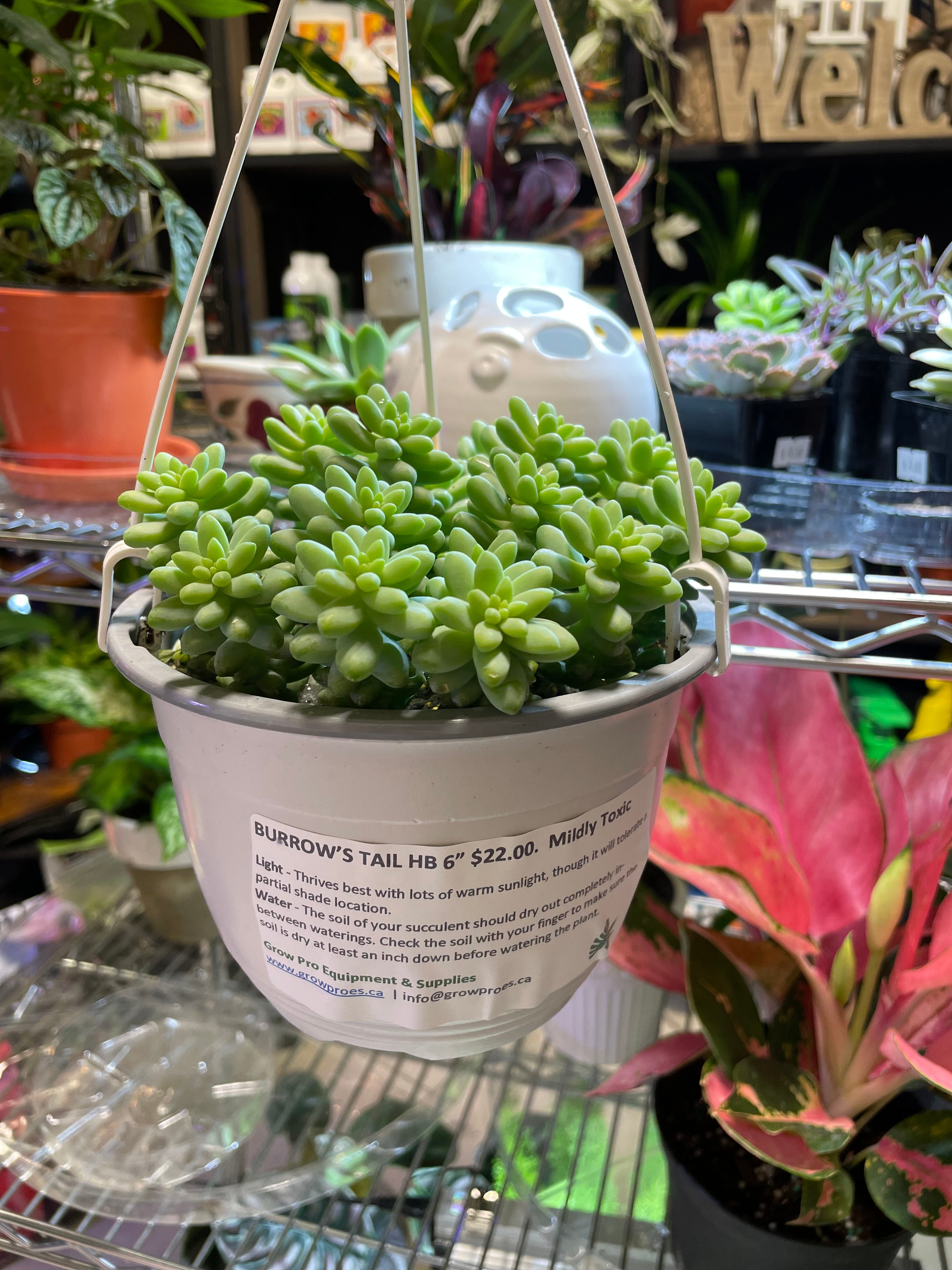 Burros Tail 6" HB (Sedium Morganianum)