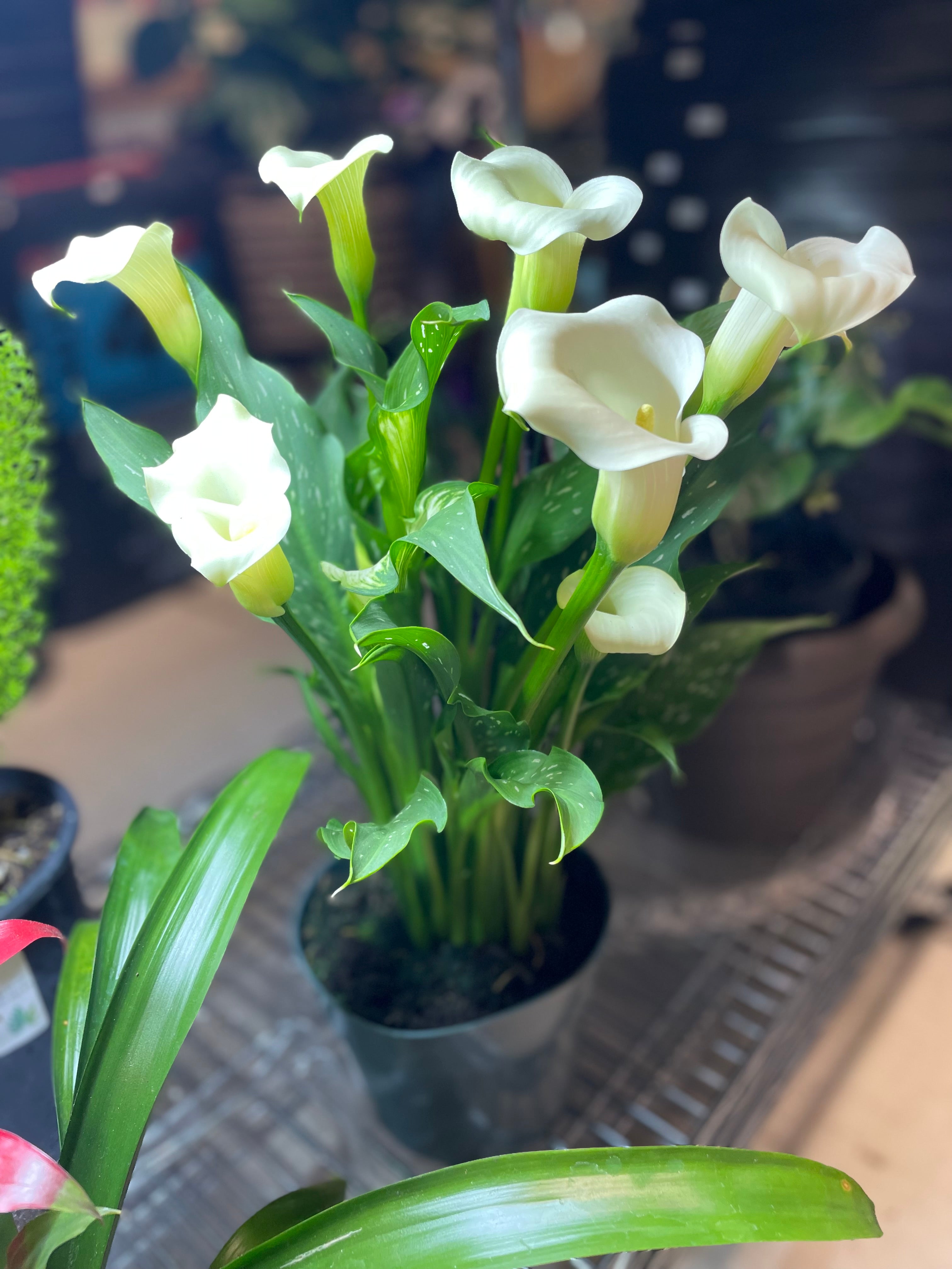 Calla Lily 6" Toxic