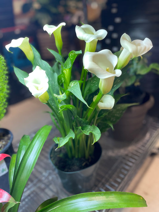 Calla Lily 4" Toxic