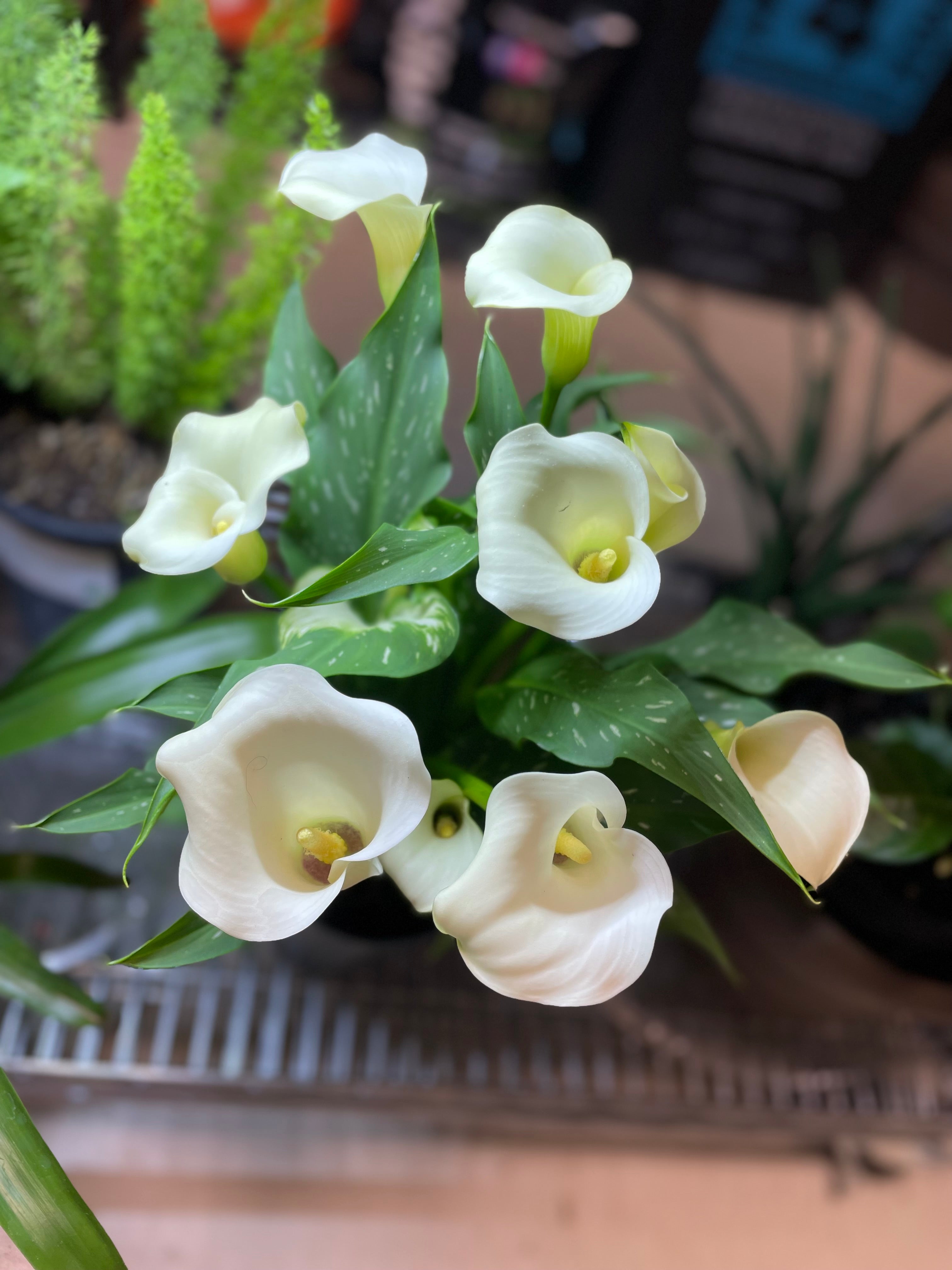 Calla Lily 6" Toxic