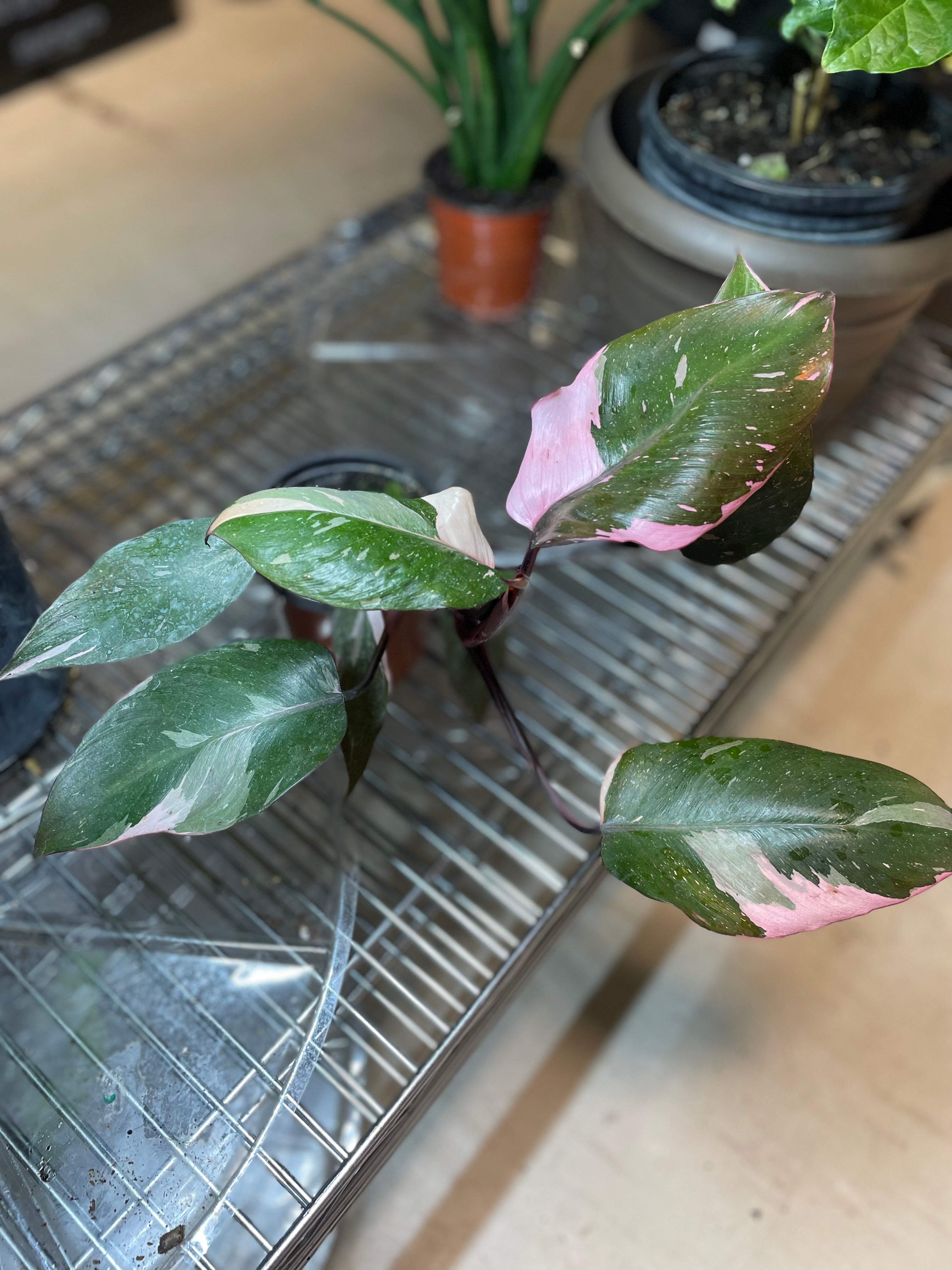 Philodendron Pink Princess 6" - Toxic