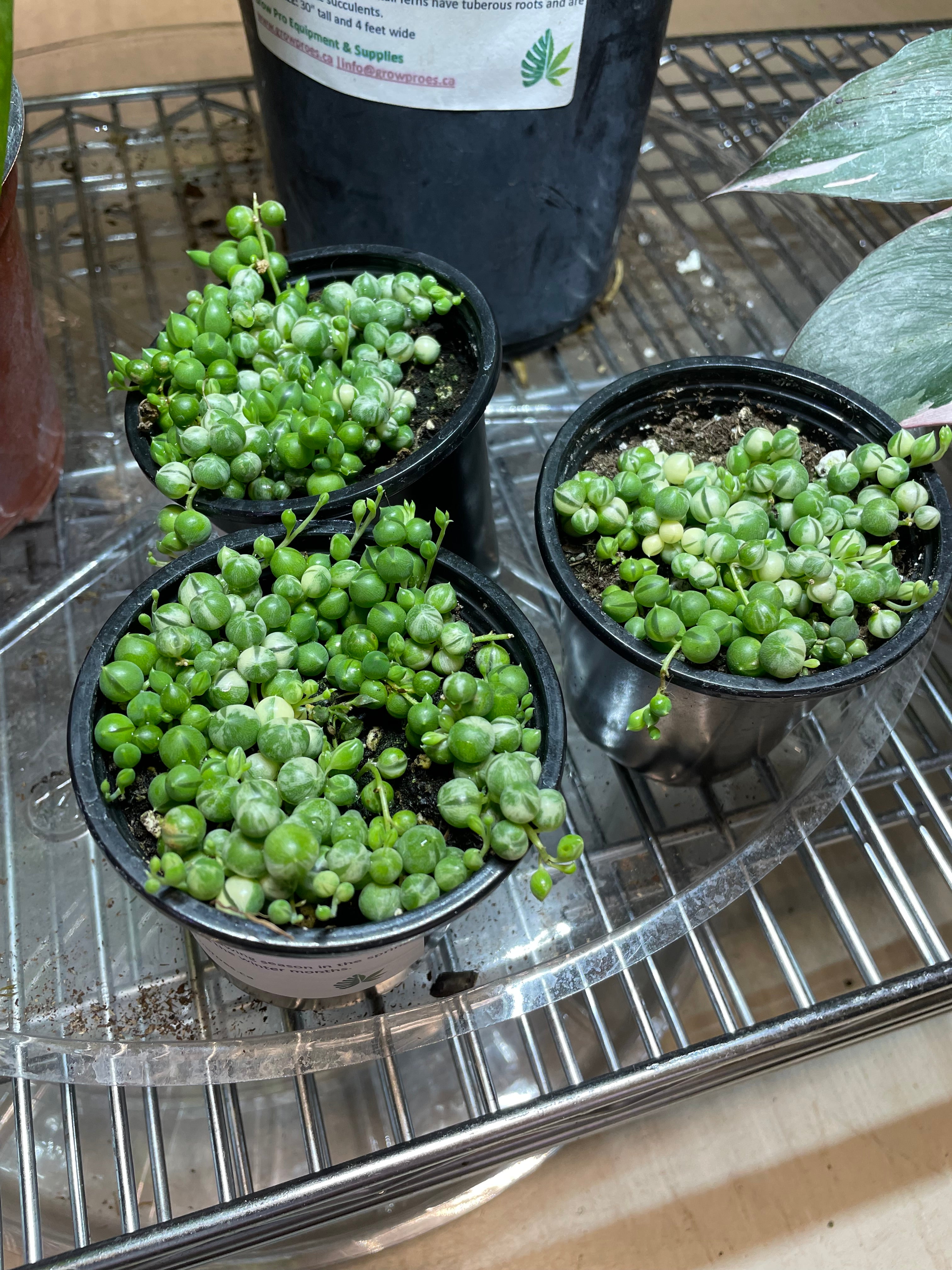 String of Pearls -  3.5" Toxic