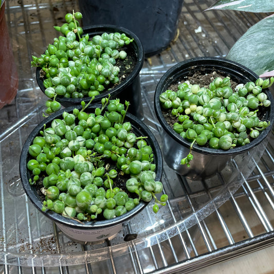 String of Pearls - 3.5" Toxic