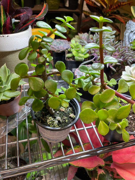 Portulacaria Afra Bush 3.5" - Non-Toxic - GROW PRO Equipment & Supplies 
