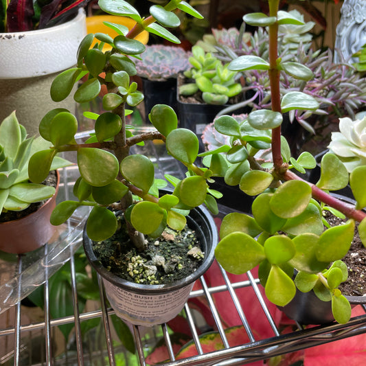 Portulacaria Afra Bush 3.5" - Non-Toxic - GROW PRO Equipment & Supplies 