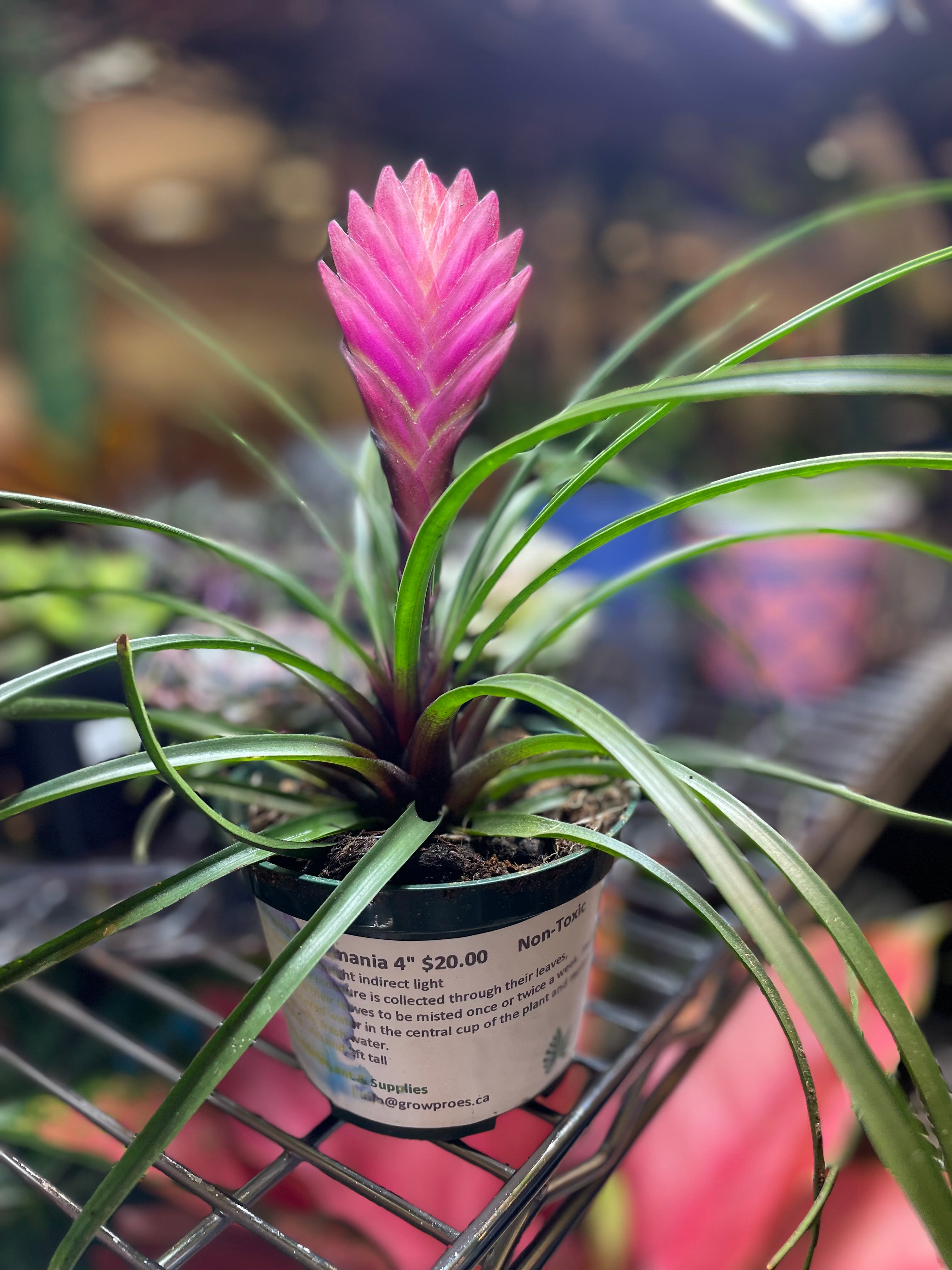 Bromeliad Tillandsia Cyanea Pink Paddle 4" - Non-Toxic