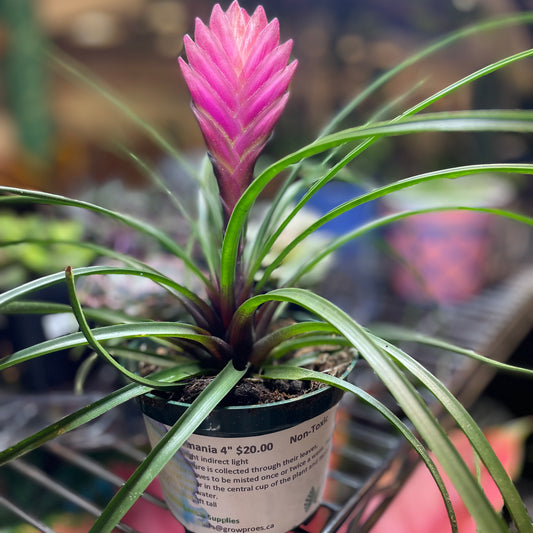 Bromeliad pink Paddle 4" - Non-Toxic