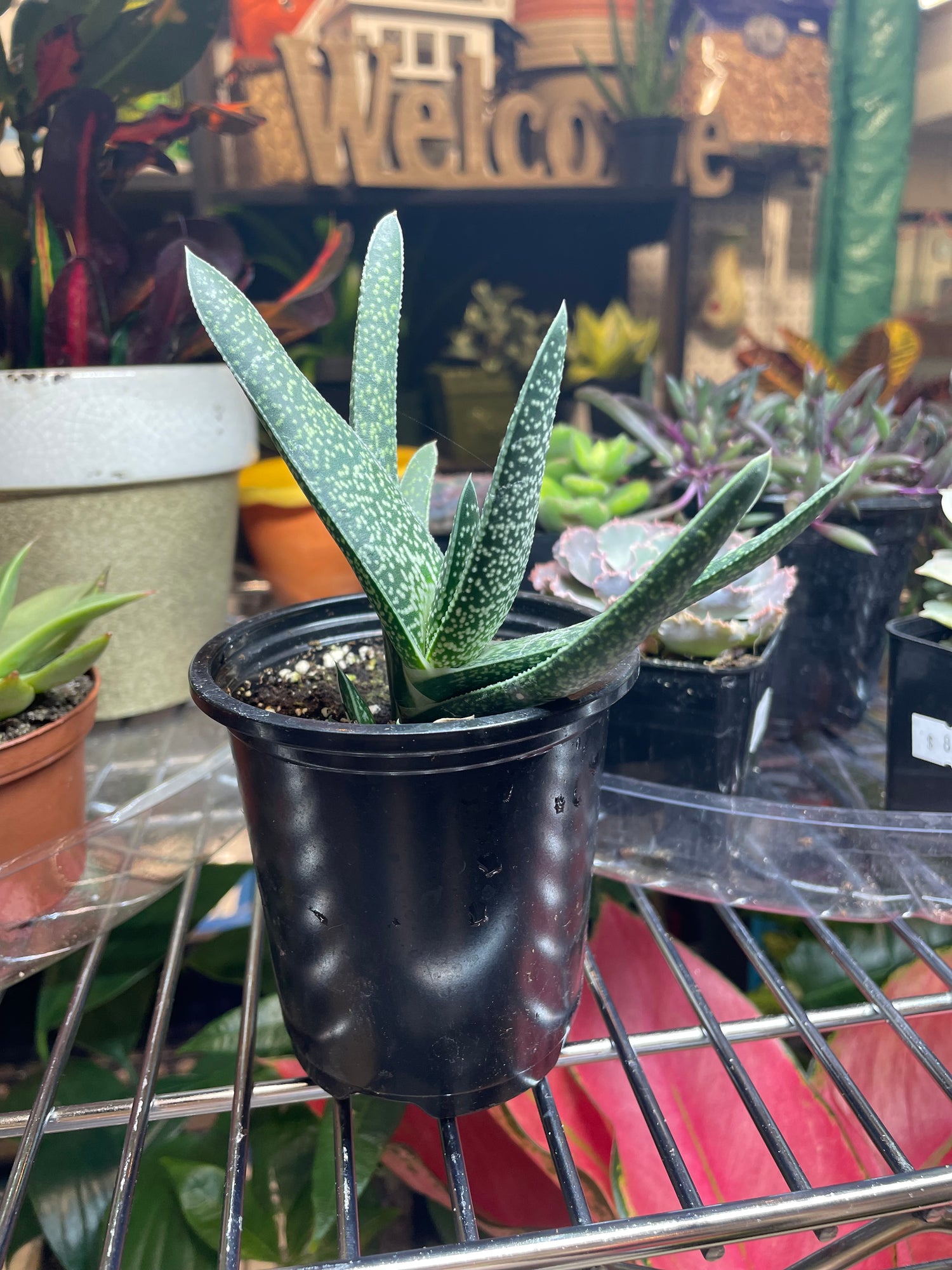 Assorted 3.5” Succulents - GROW PRO Equipment & Supplies 