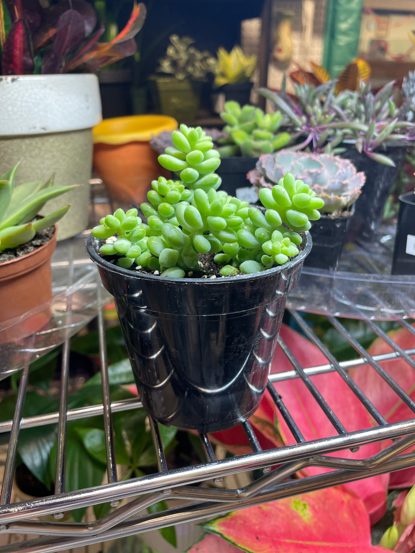 Assorted 3.5” Succulents - GROW PRO Equipment & Supplies 