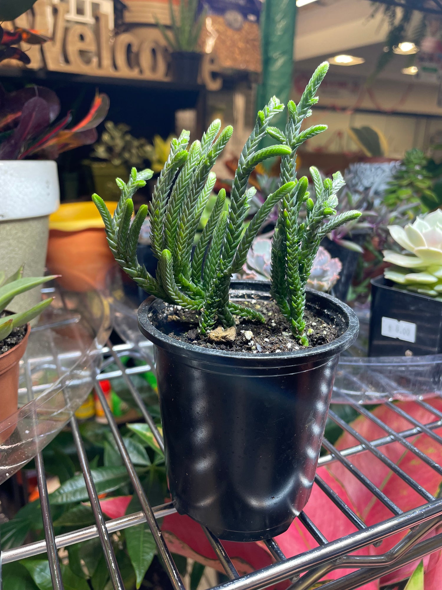 Assorted 3.5” Succulents - GROW PRO Equipment & Supplies 