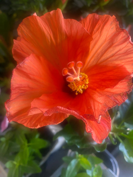 Hibiscus 5" toxic