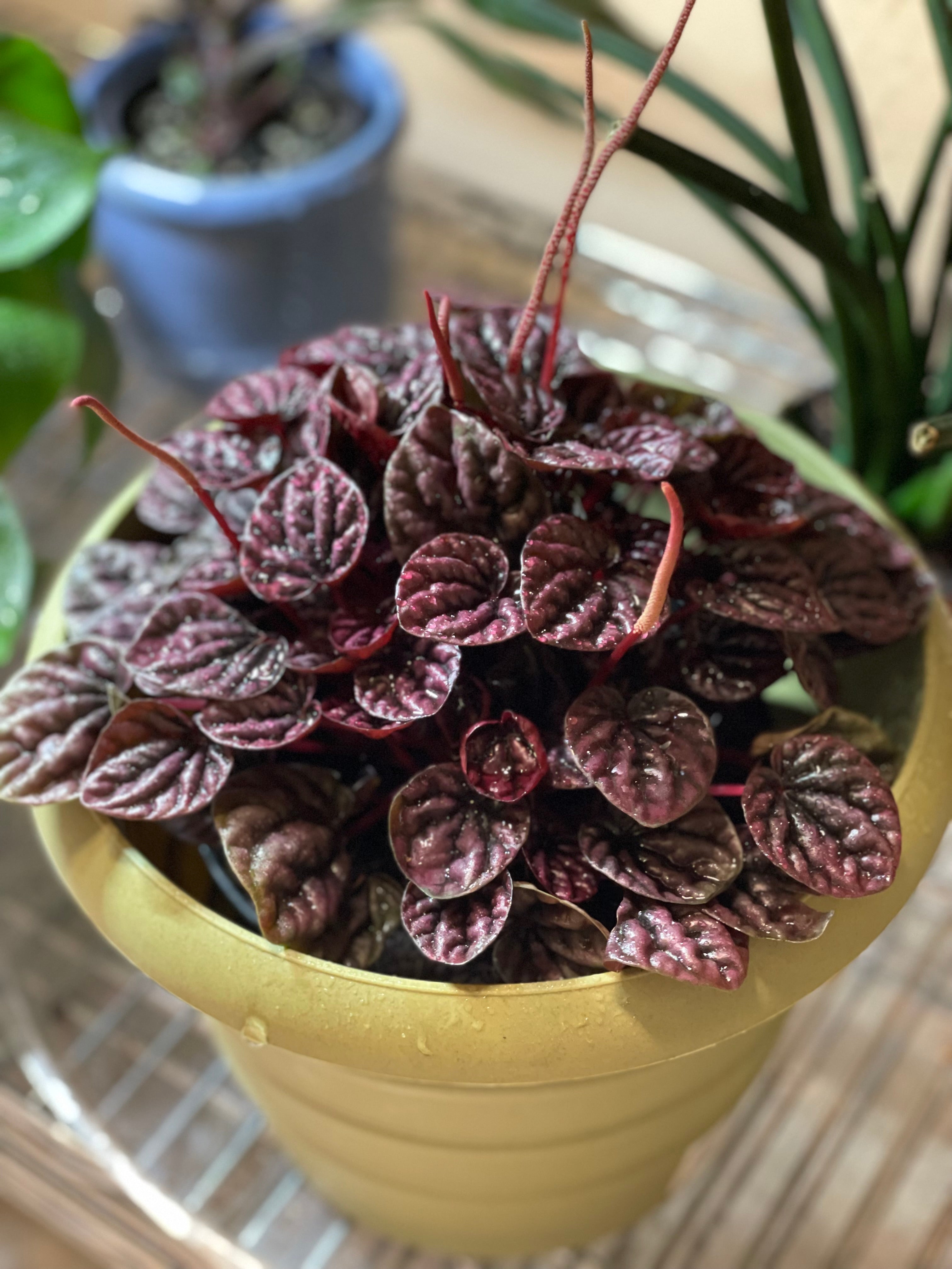 Peperomia Caperata Schumi Red 4" - Non-Toxic