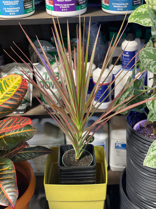 Dracaena Bicolour Tip 4" toxic