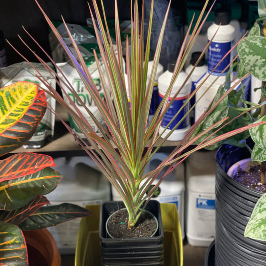Dracaena Bicolour Tip 4" toxic