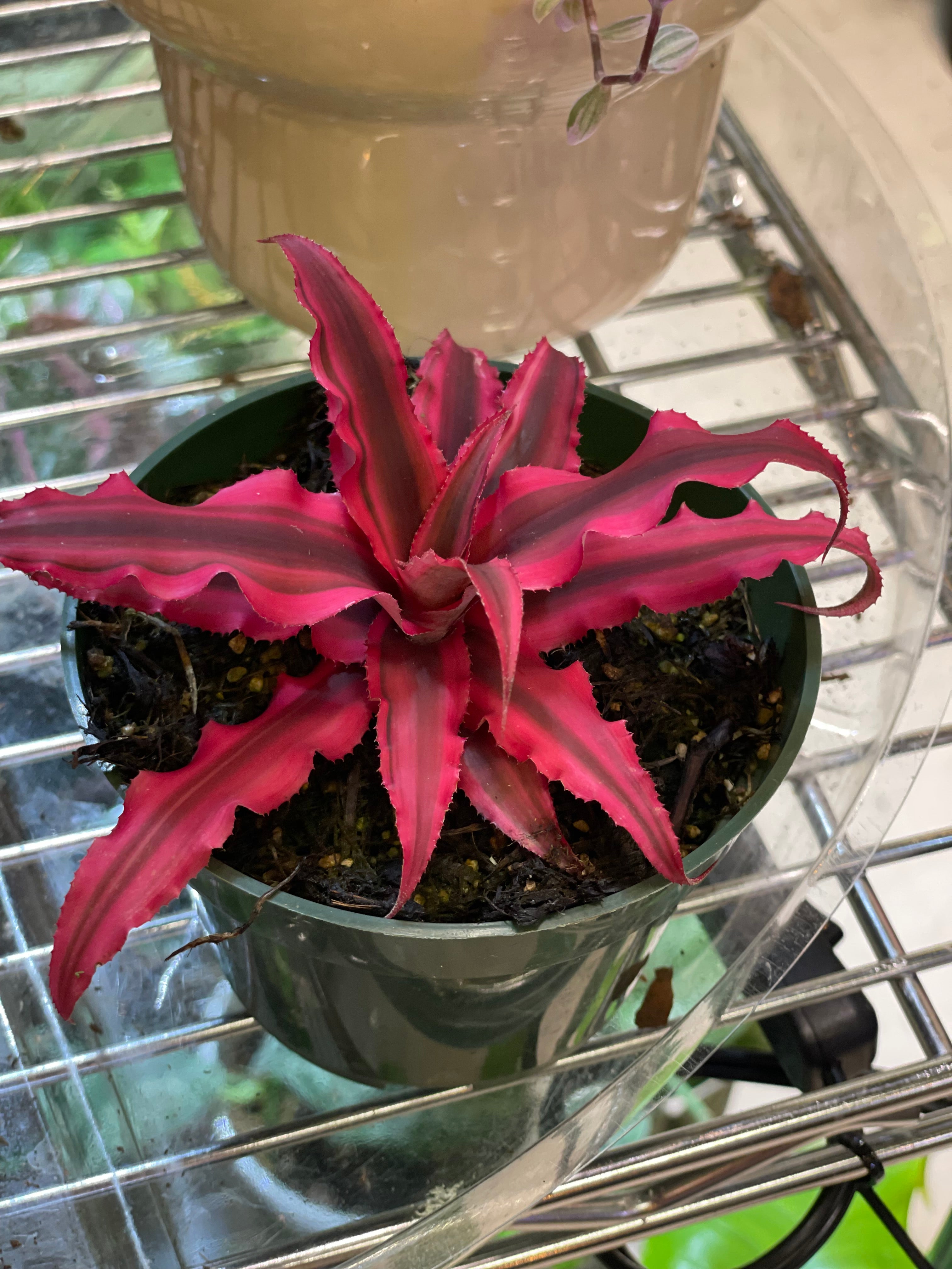 Cryptanthus Ruby 4" - Toxic