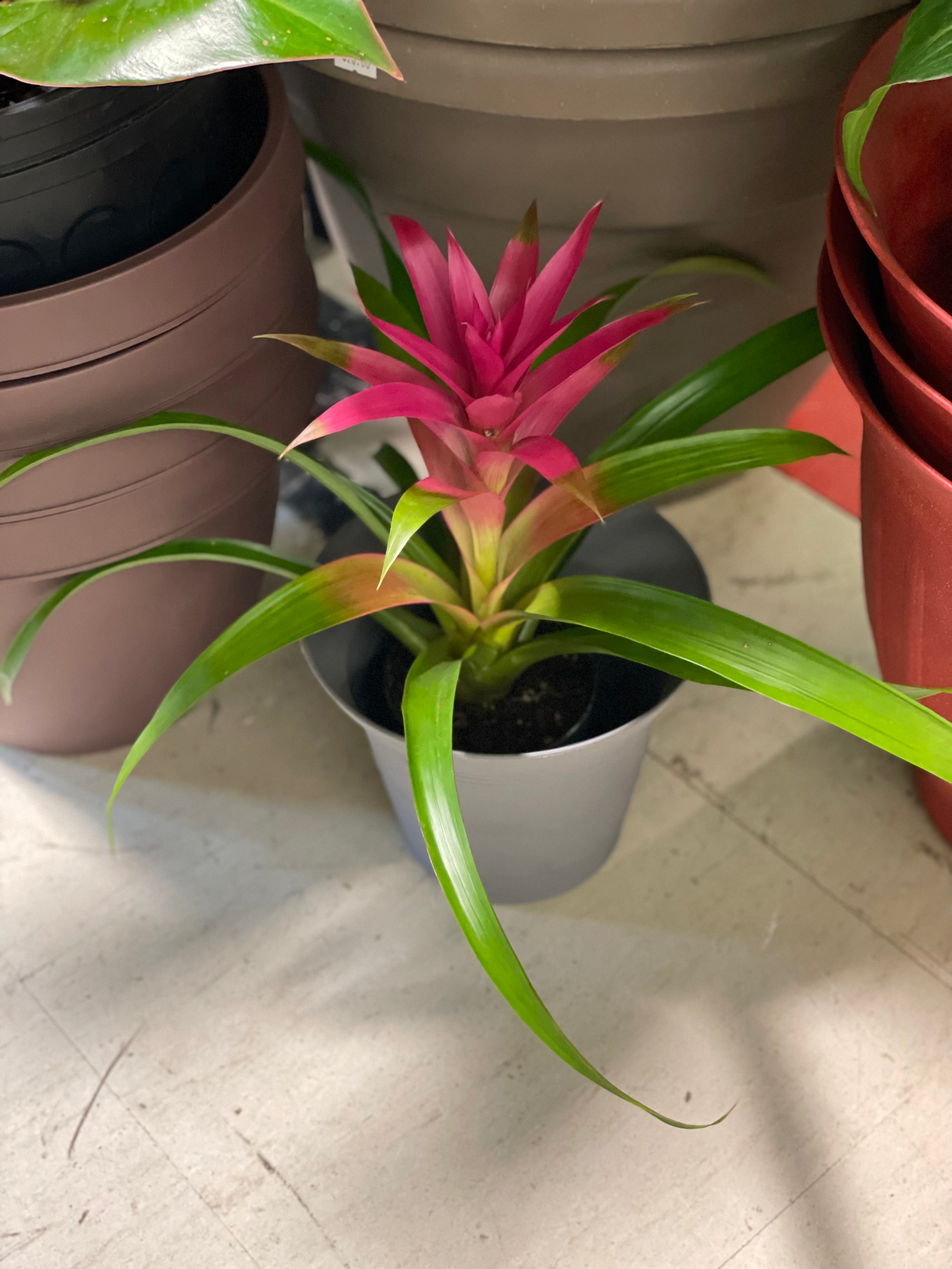 Bromeliad Guzmania 4" - Non-Toxic